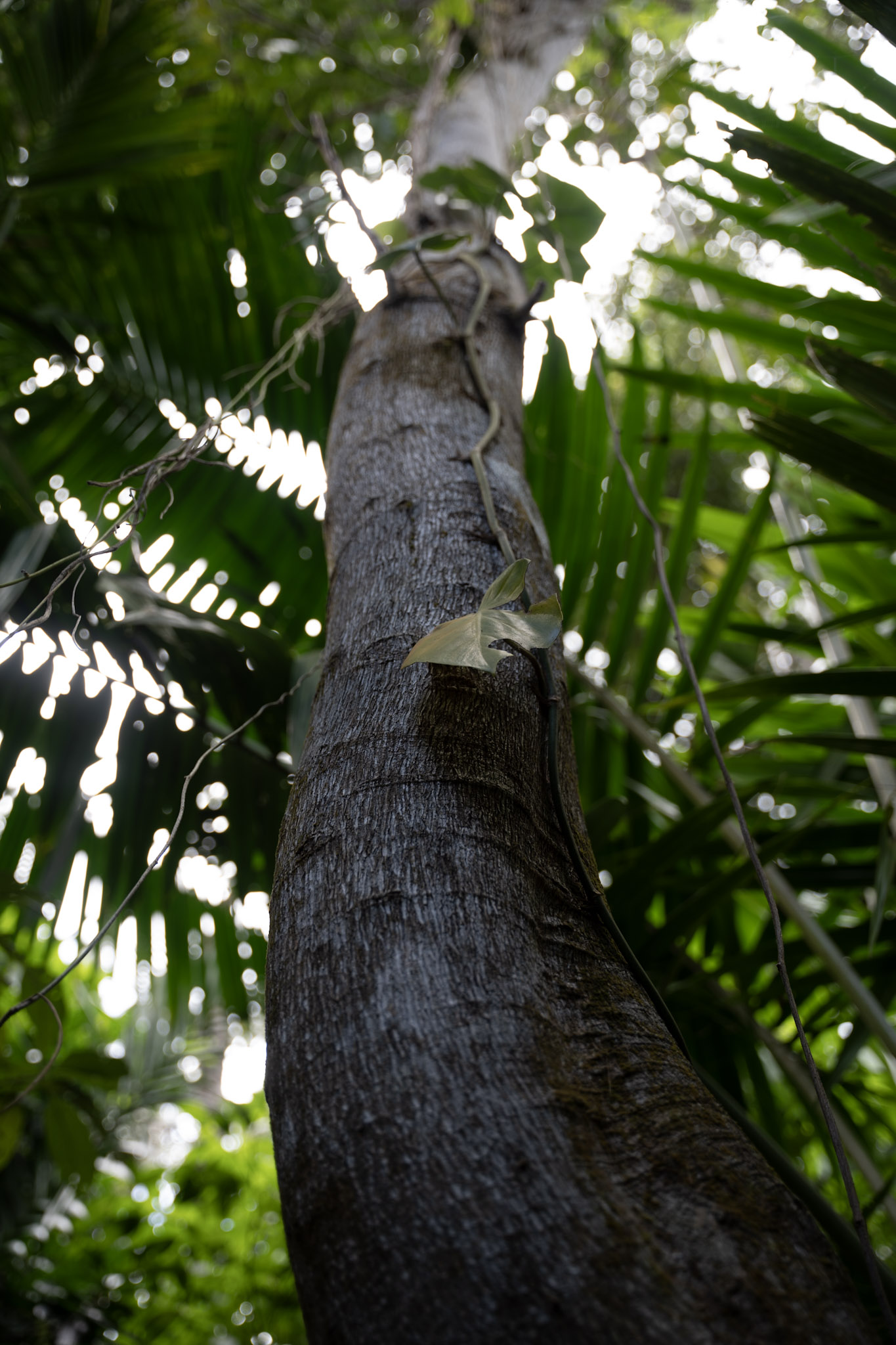 Yunque - foto 81