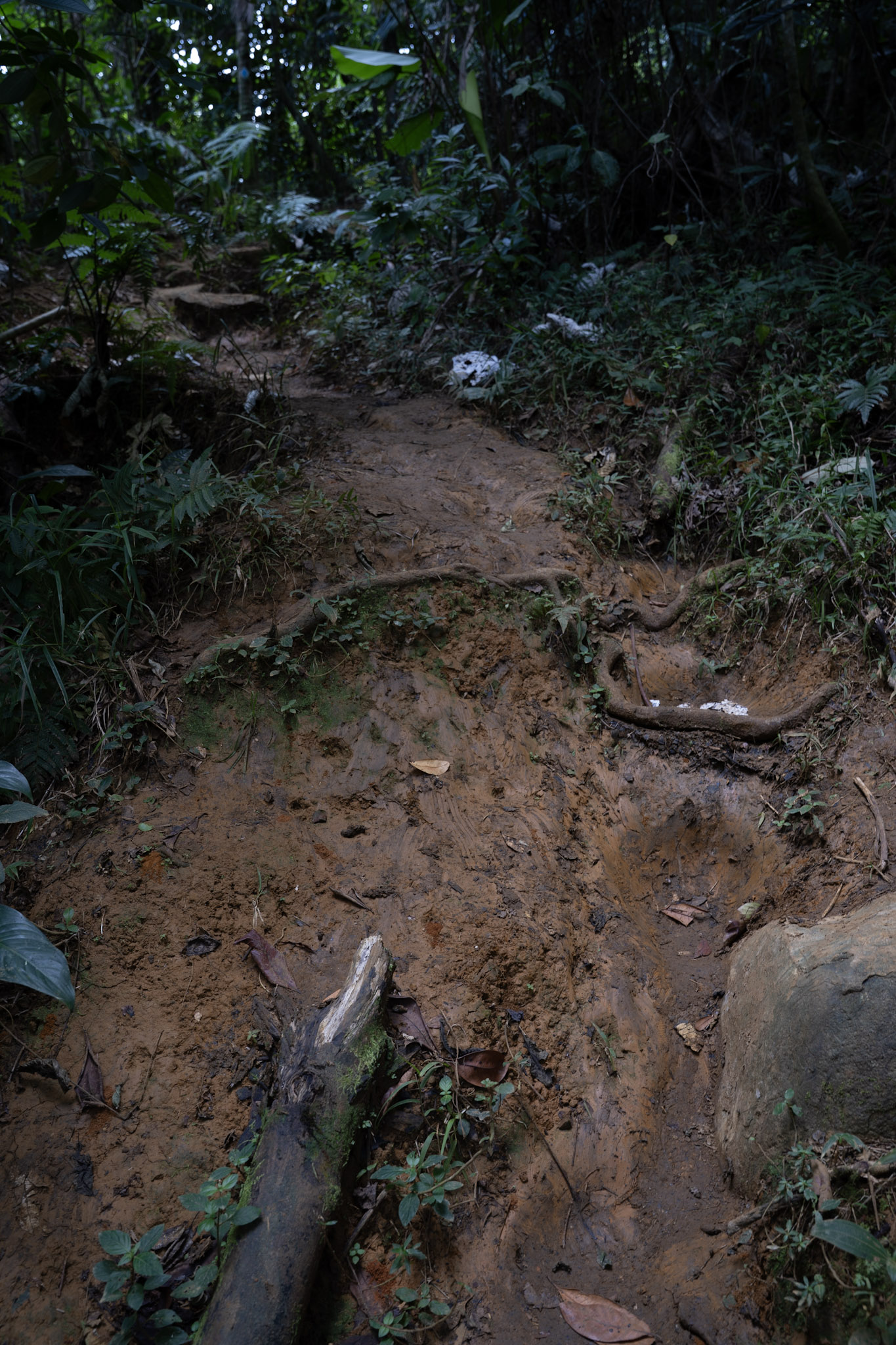 Yunque - foto 82
