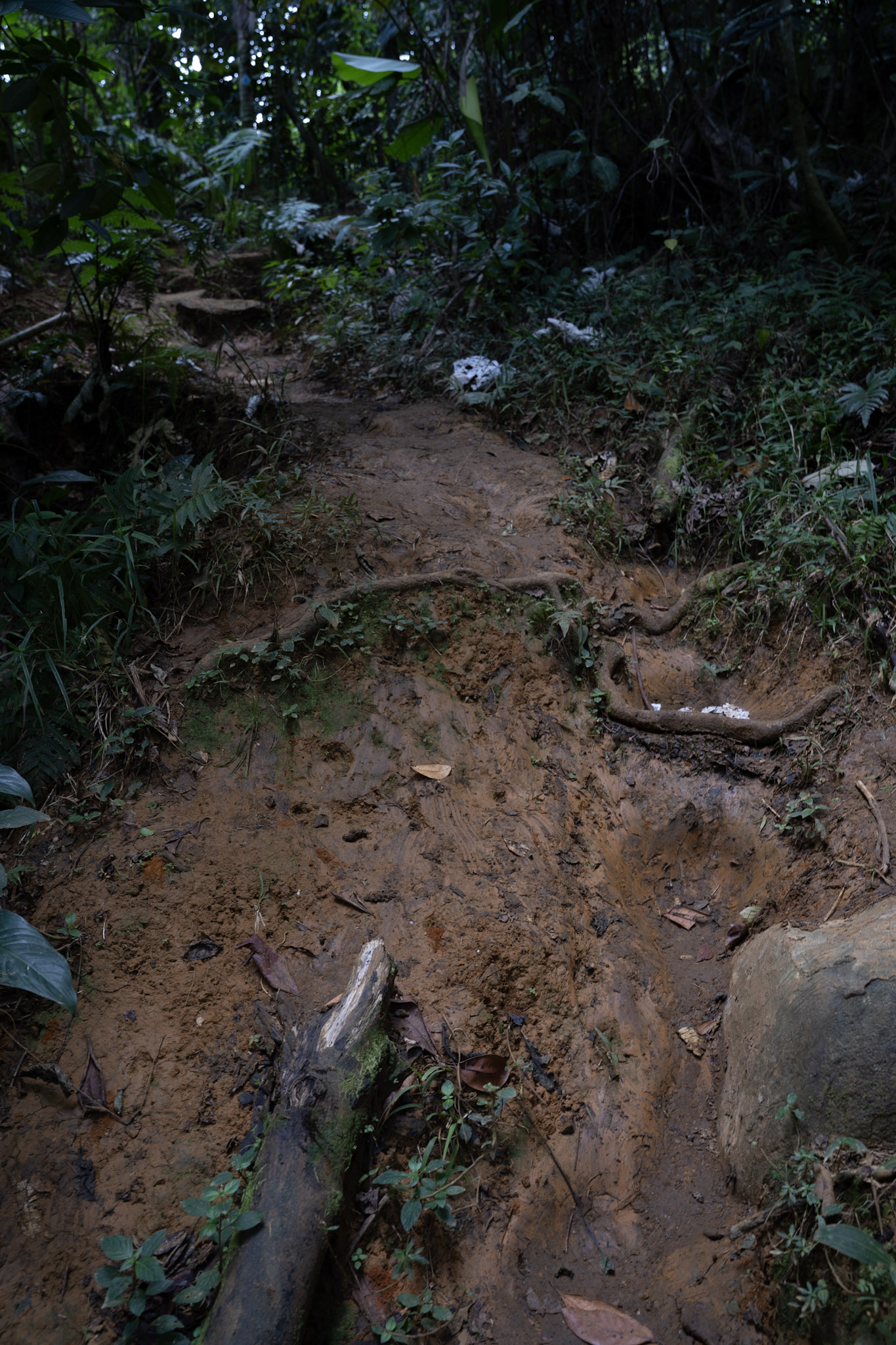 Yunque - foto 83