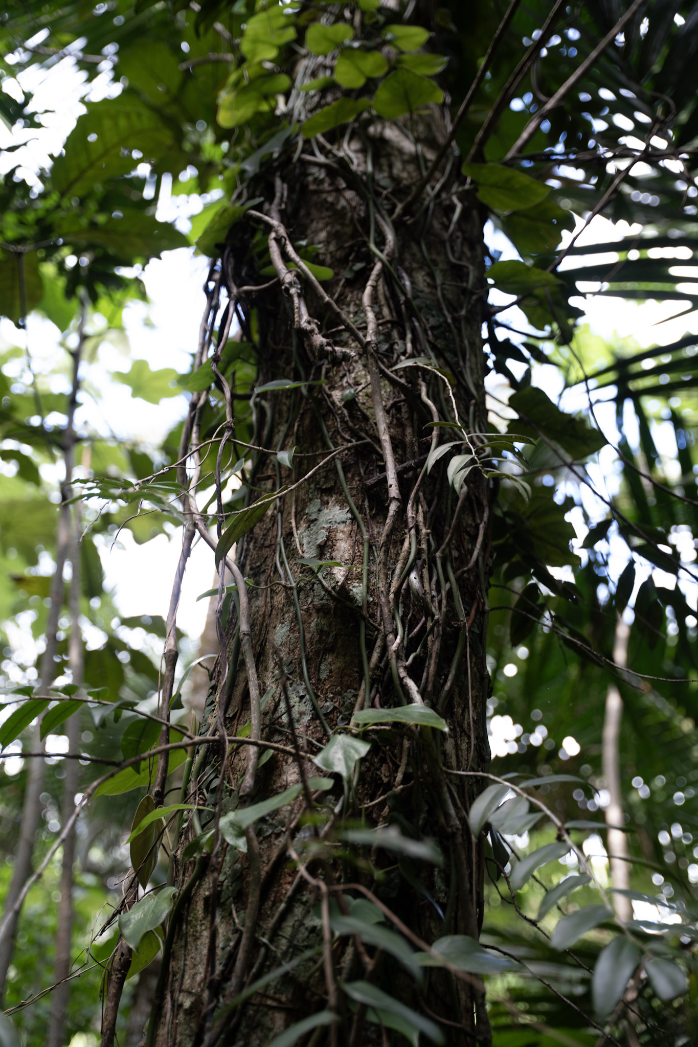 Yunque - foto 85