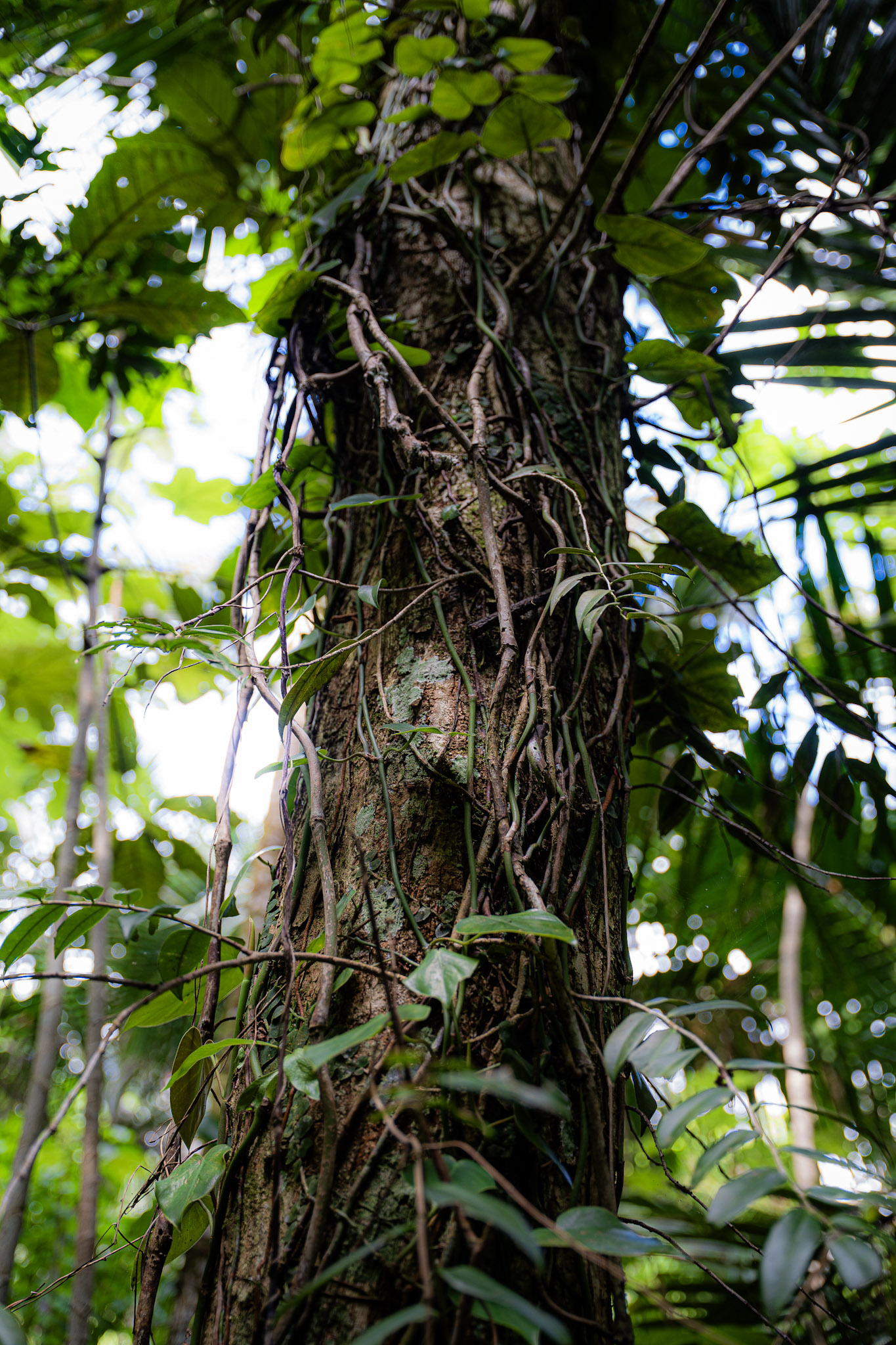 Yunque - foto 86