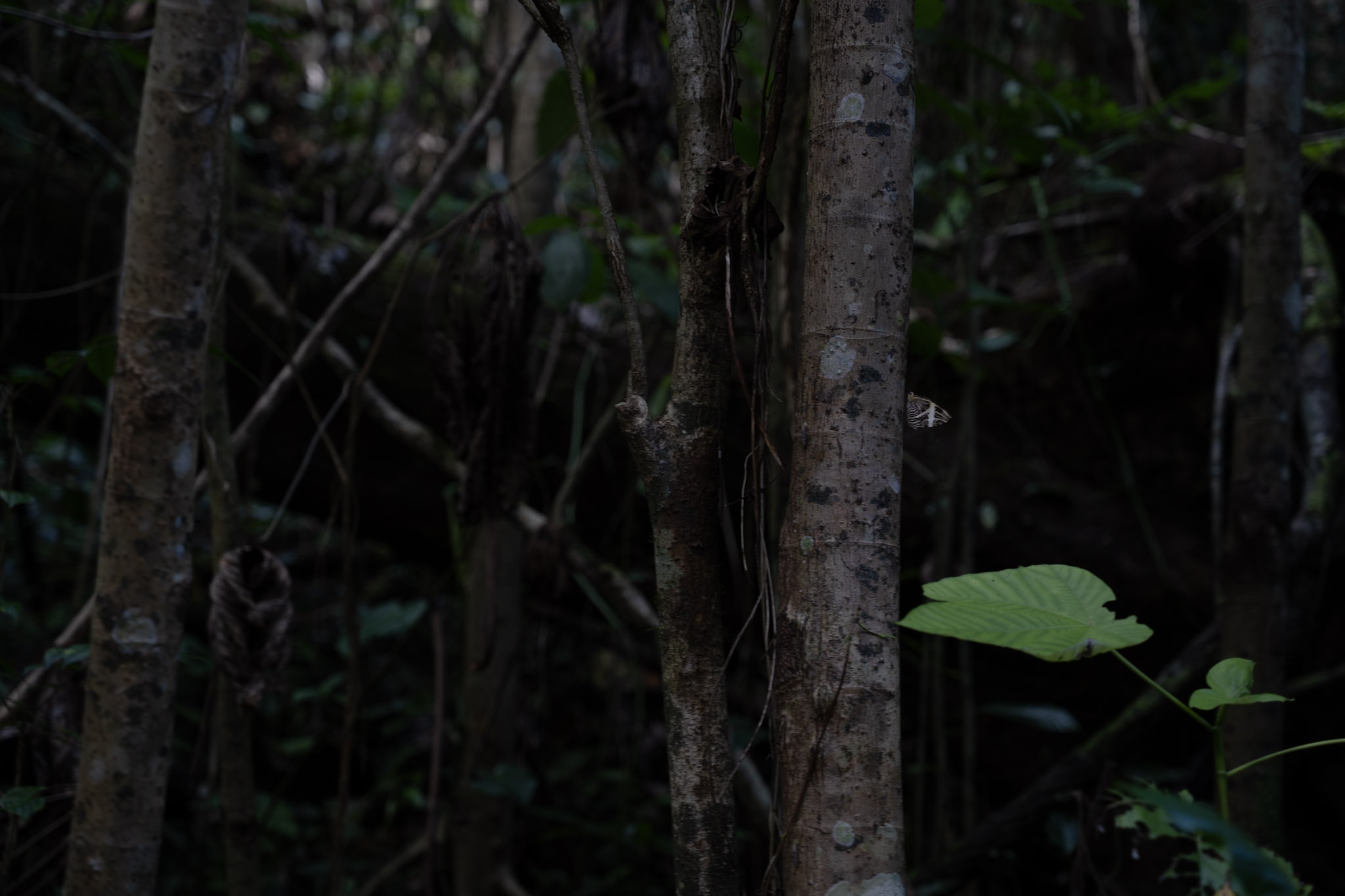 Yunque - foto 89
