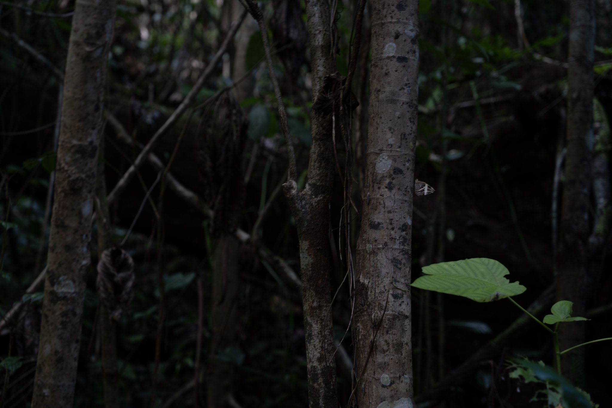 Yunque - foto 90