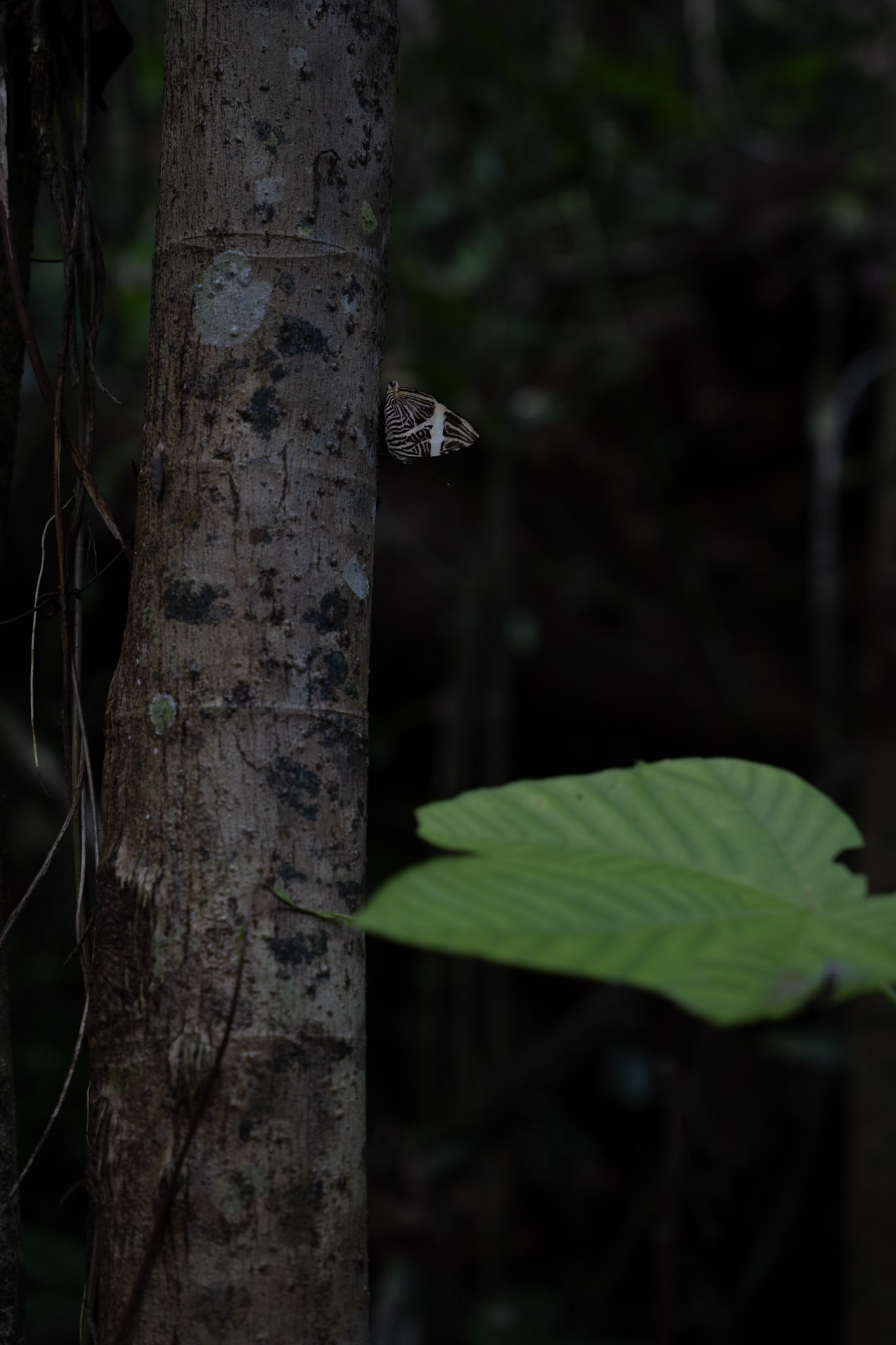 Yunque - foto 91