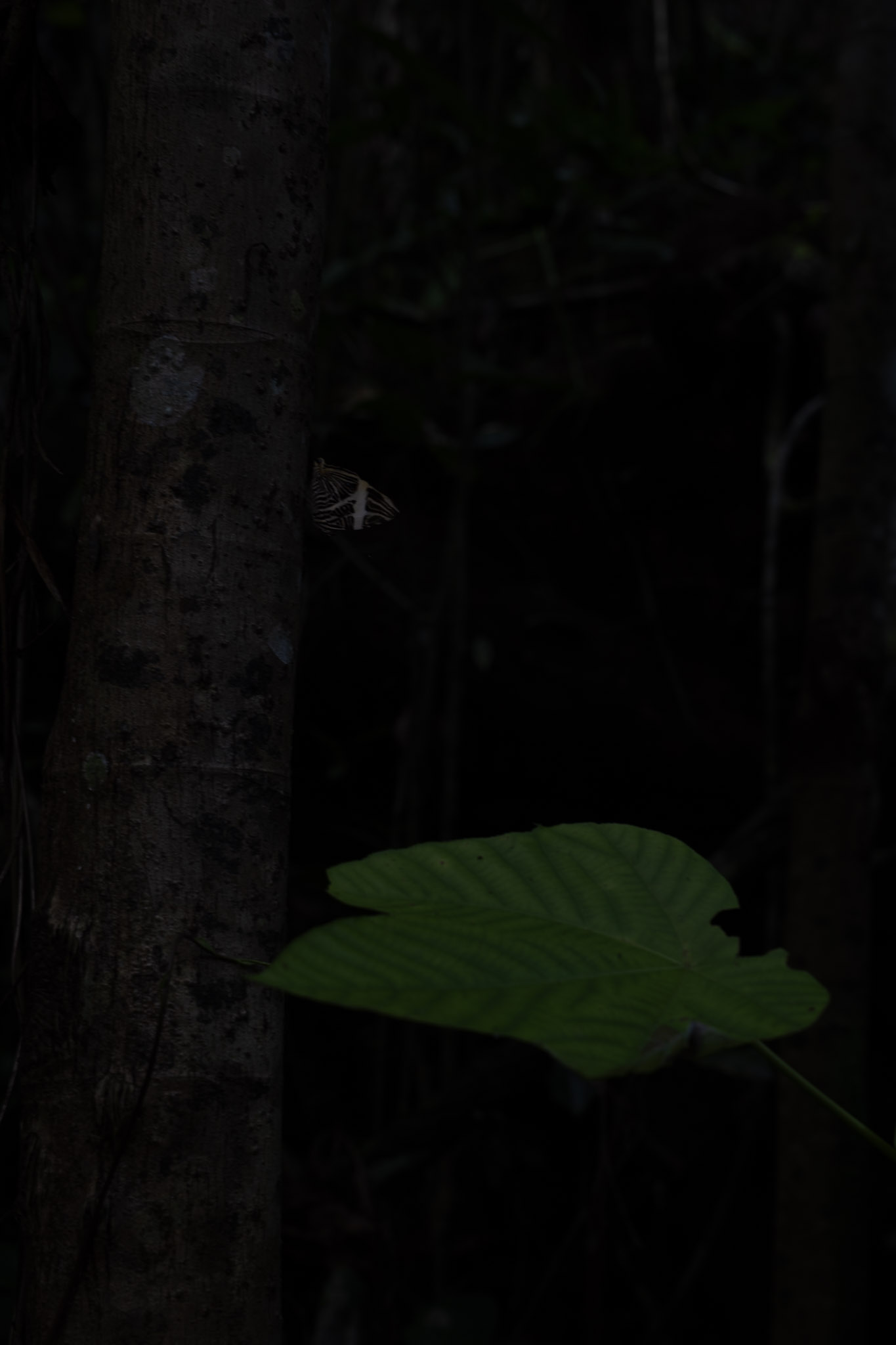 Yunque - foto 92