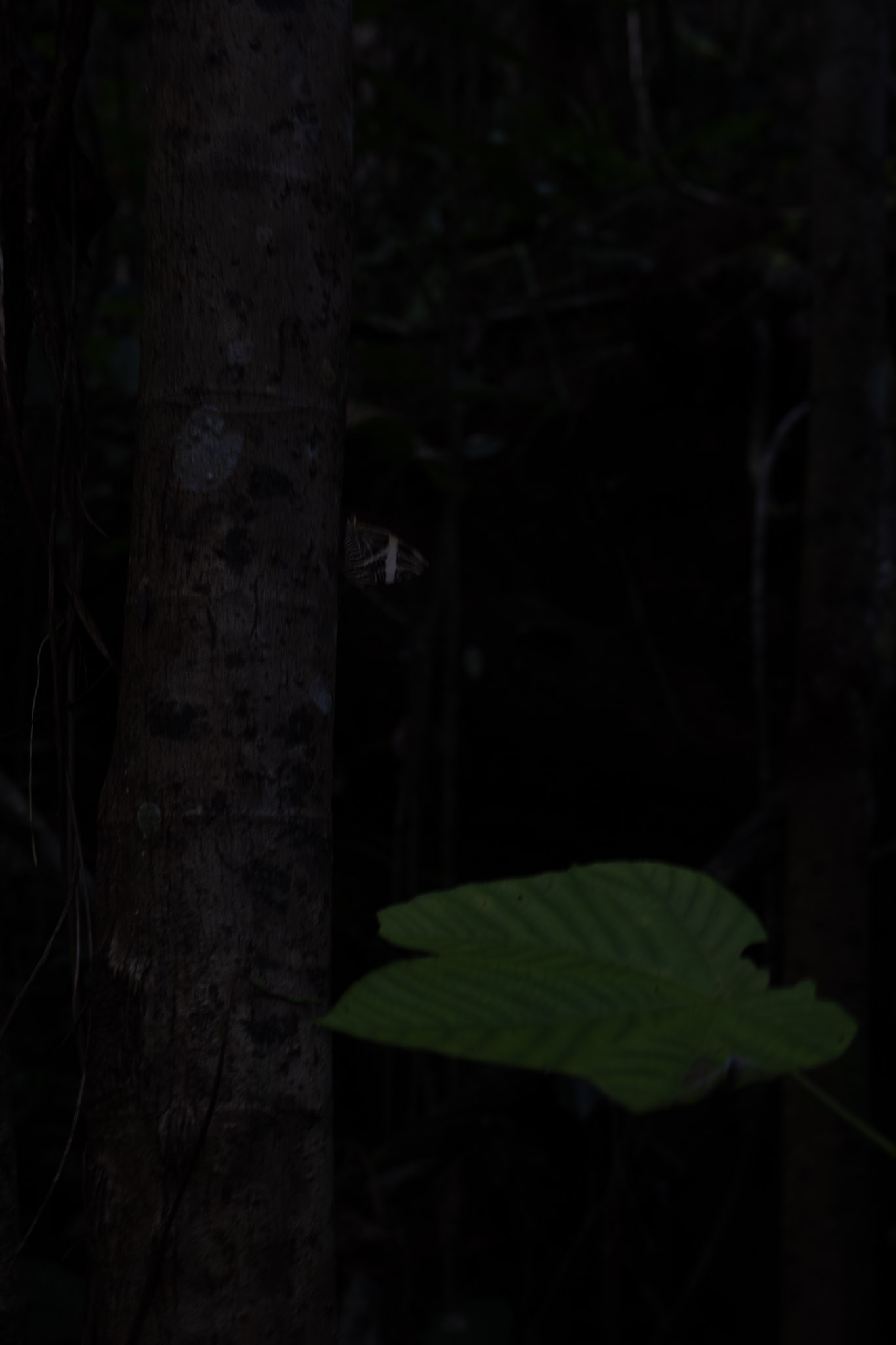 Yunque - foto 93