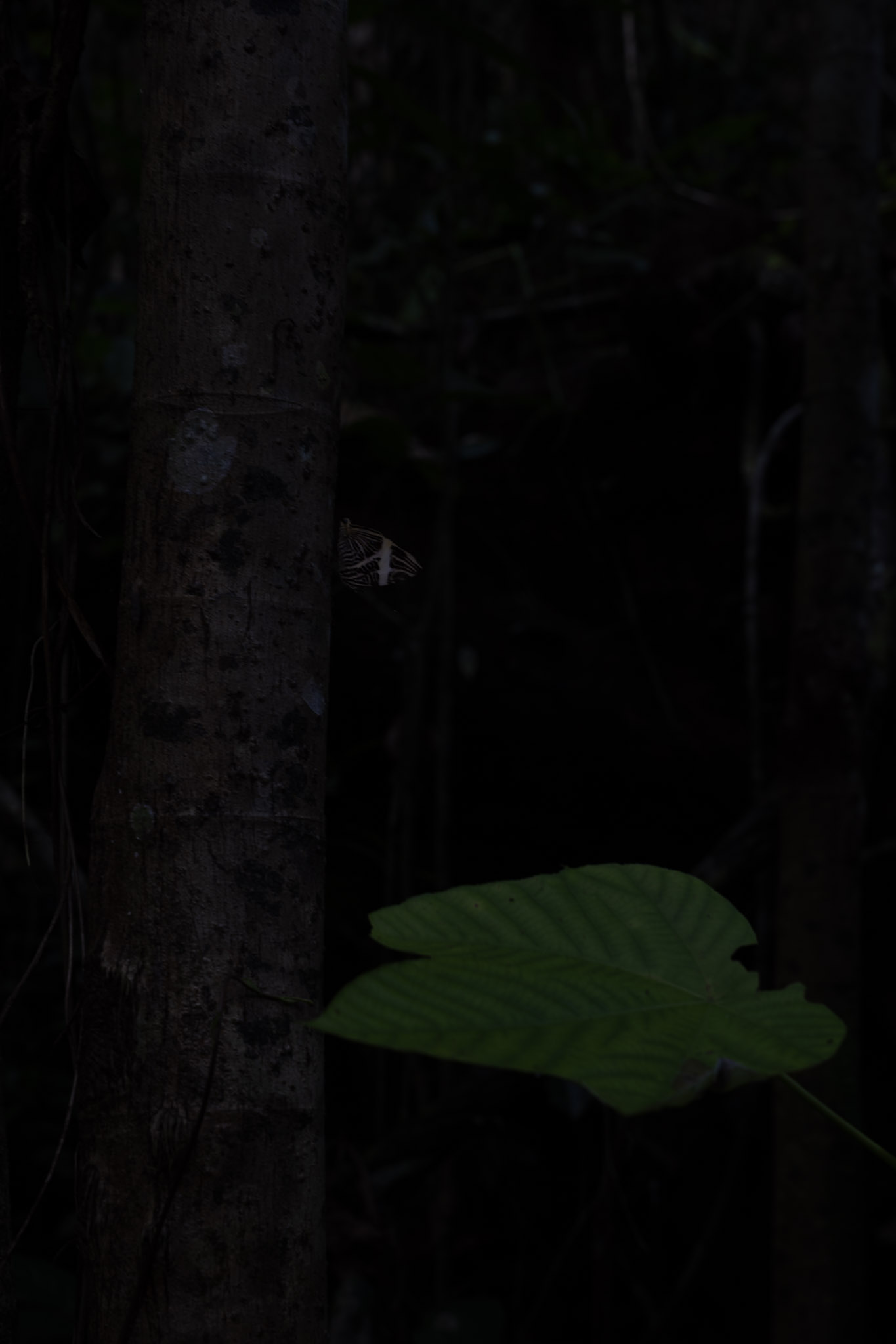 Yunque - foto 94