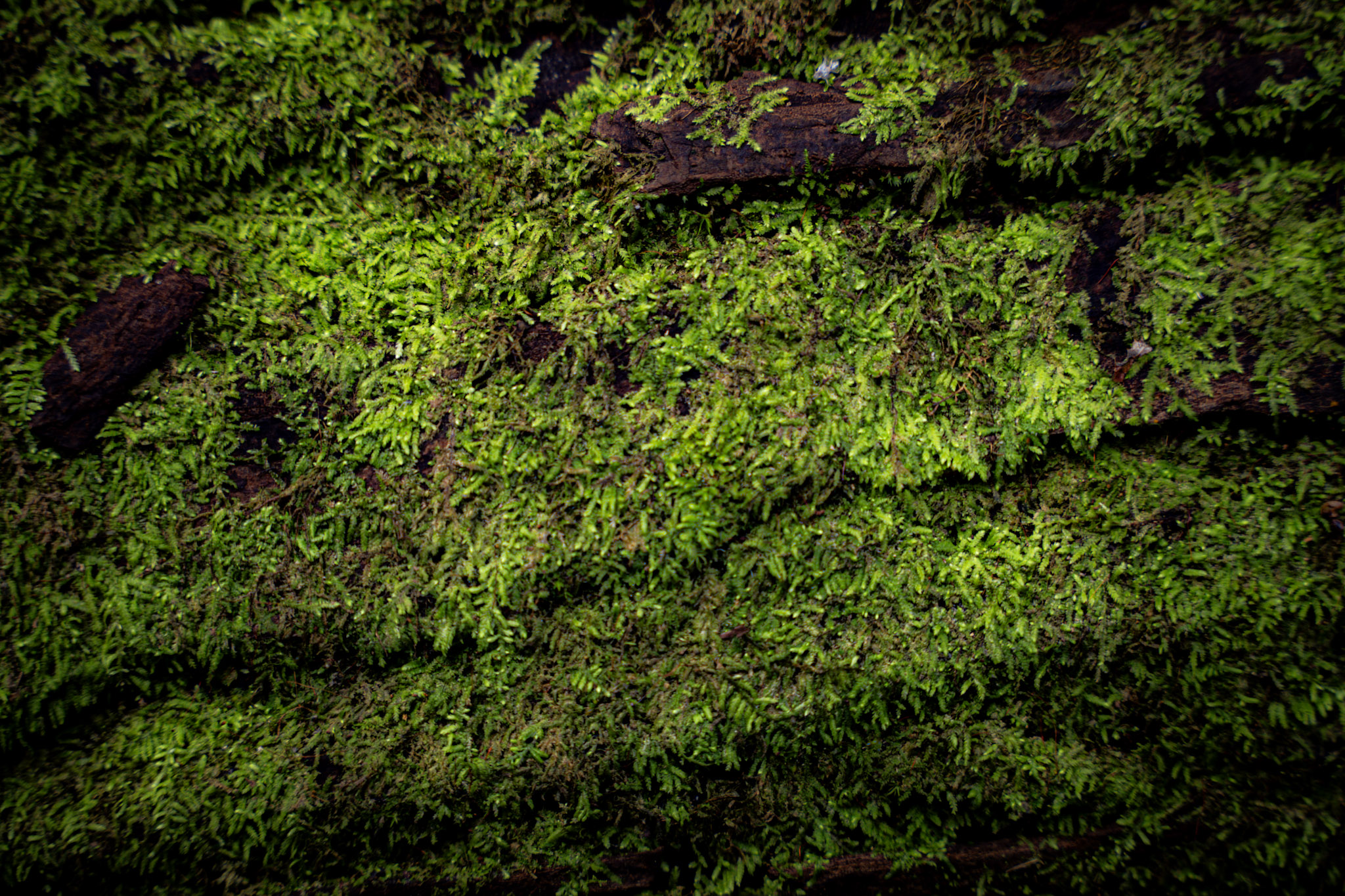 Yunque - foto 96