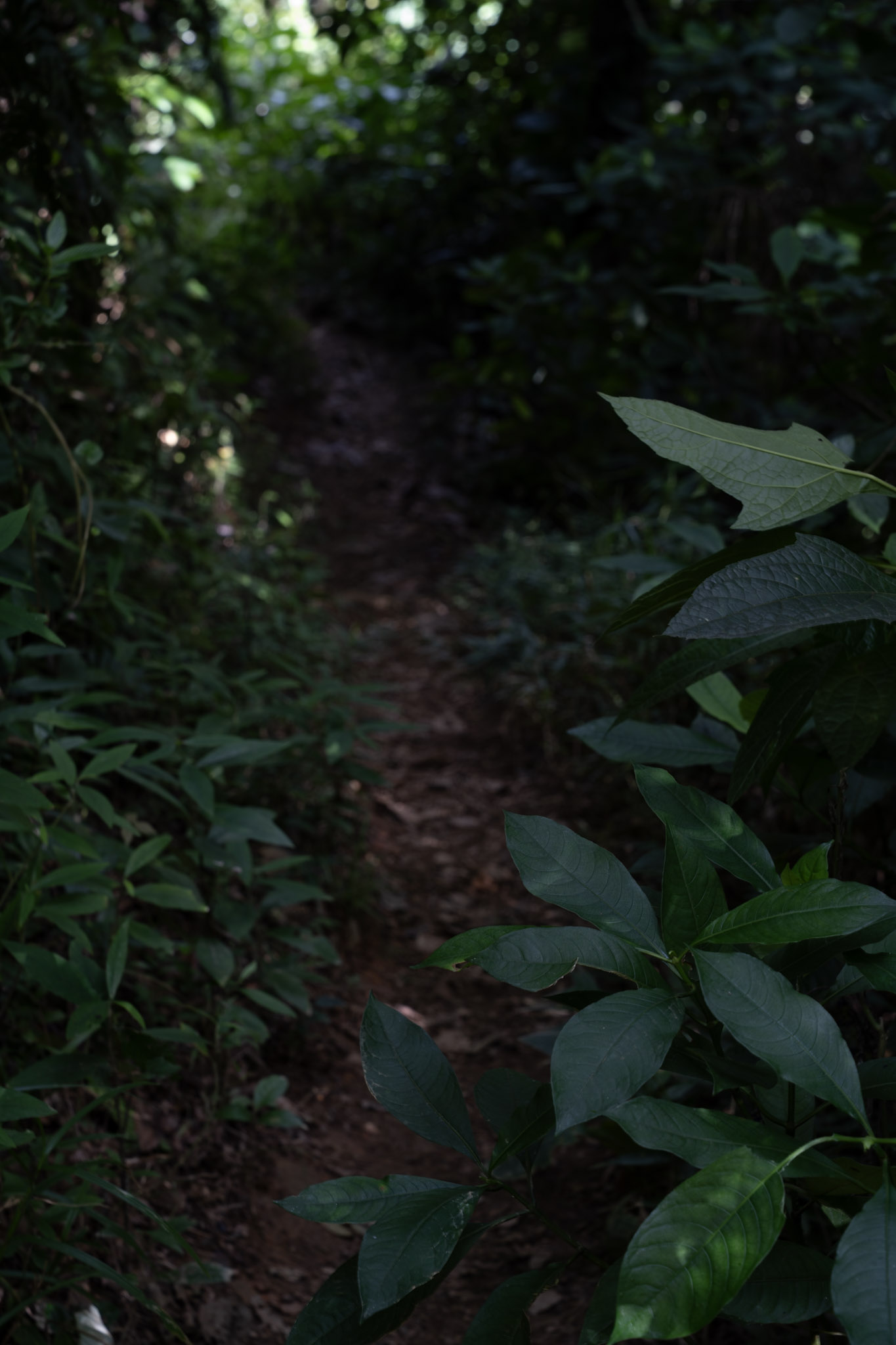 Yunque - foto 100