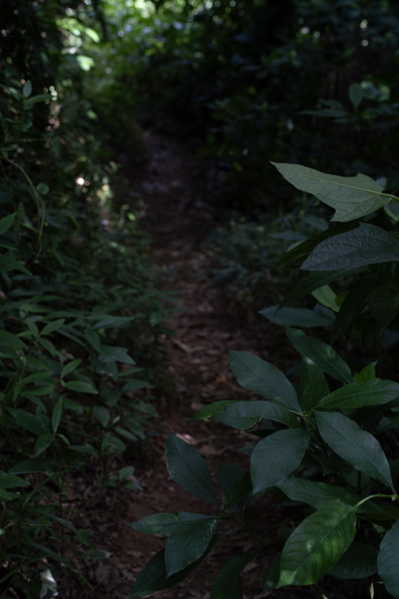 Yunque - foto 101