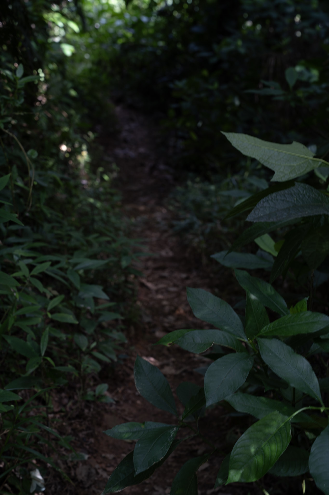 Yunque - foto 102