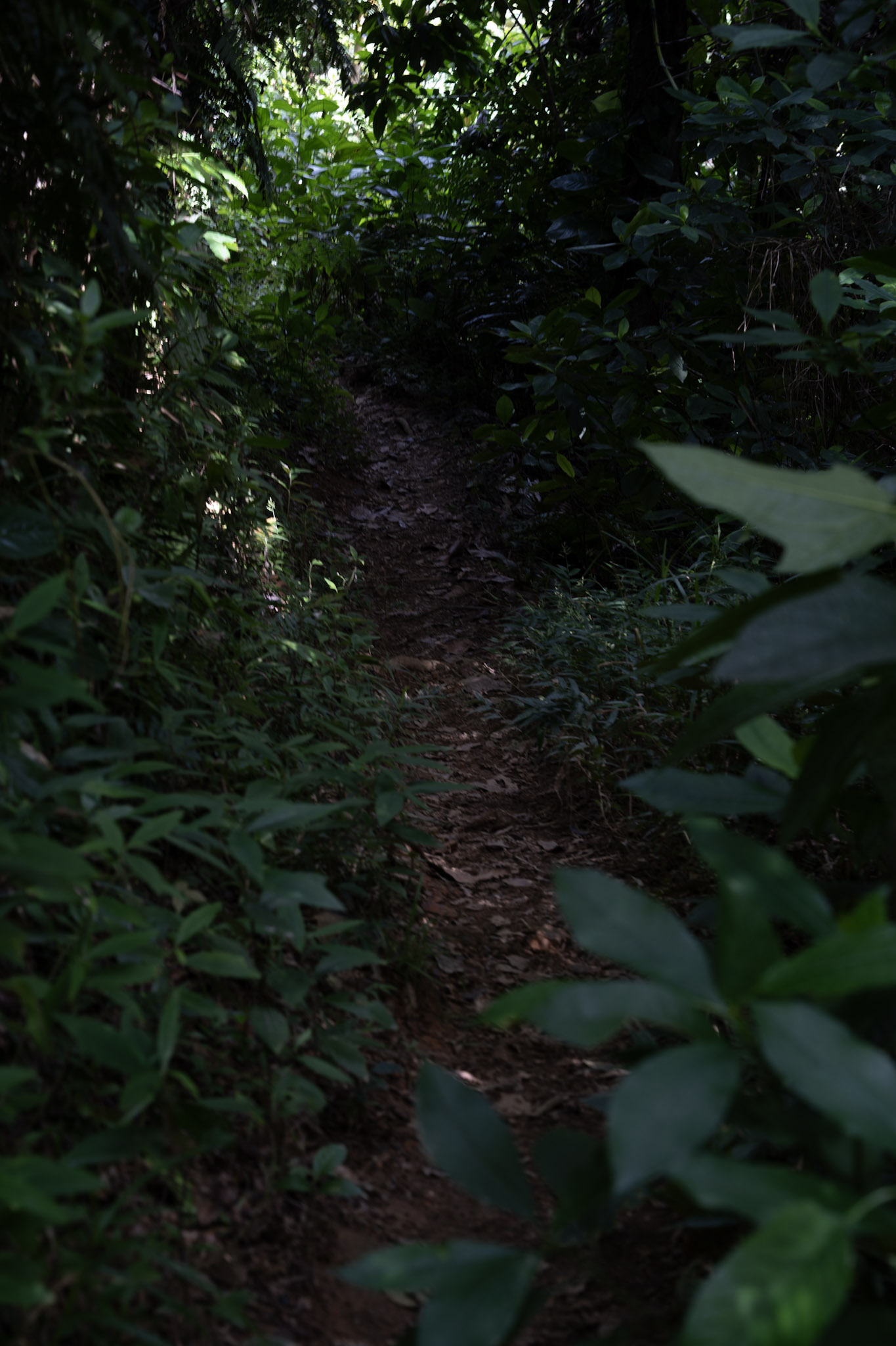 Yunque - foto 103