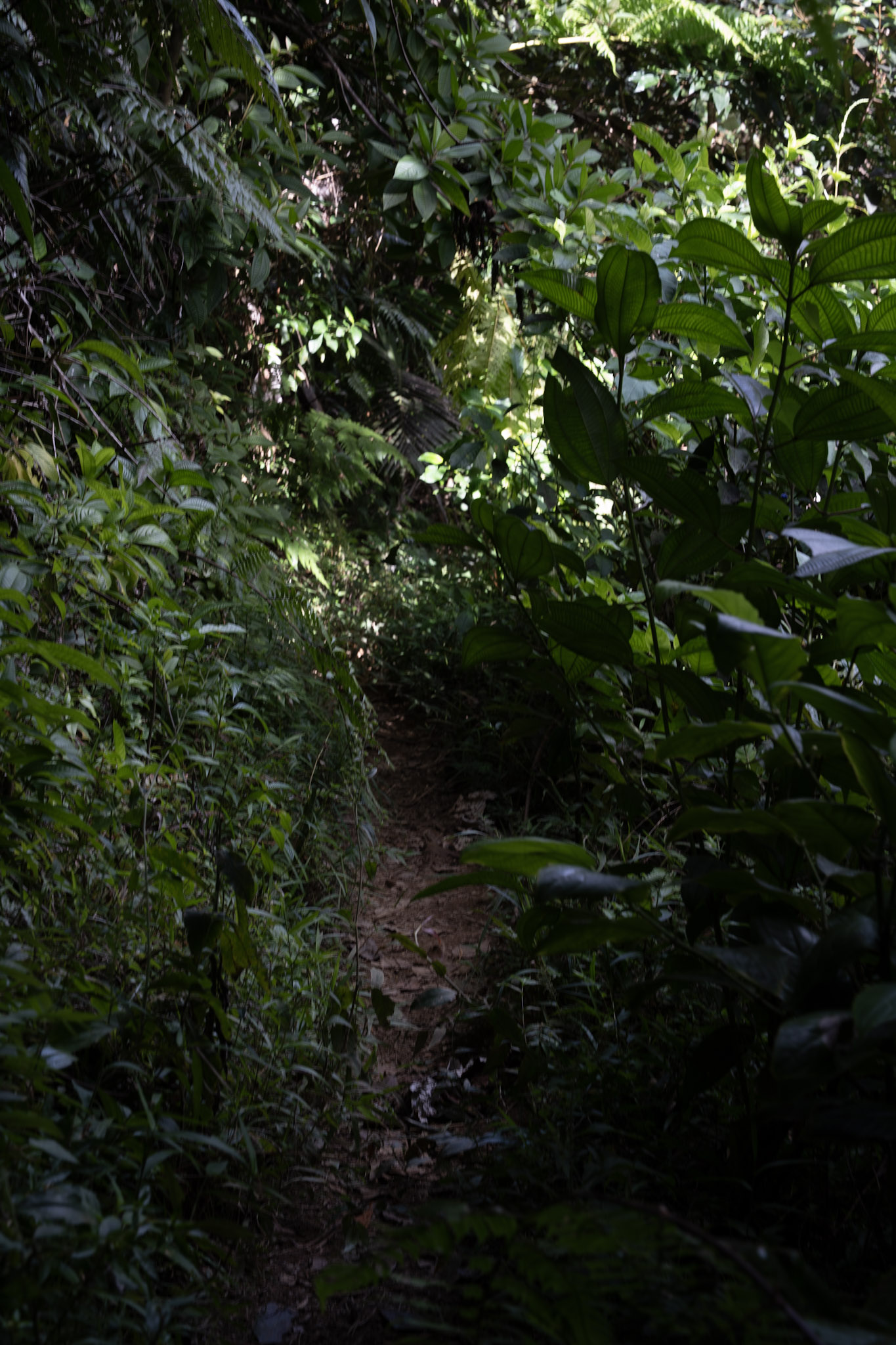 Yunque - foto 106