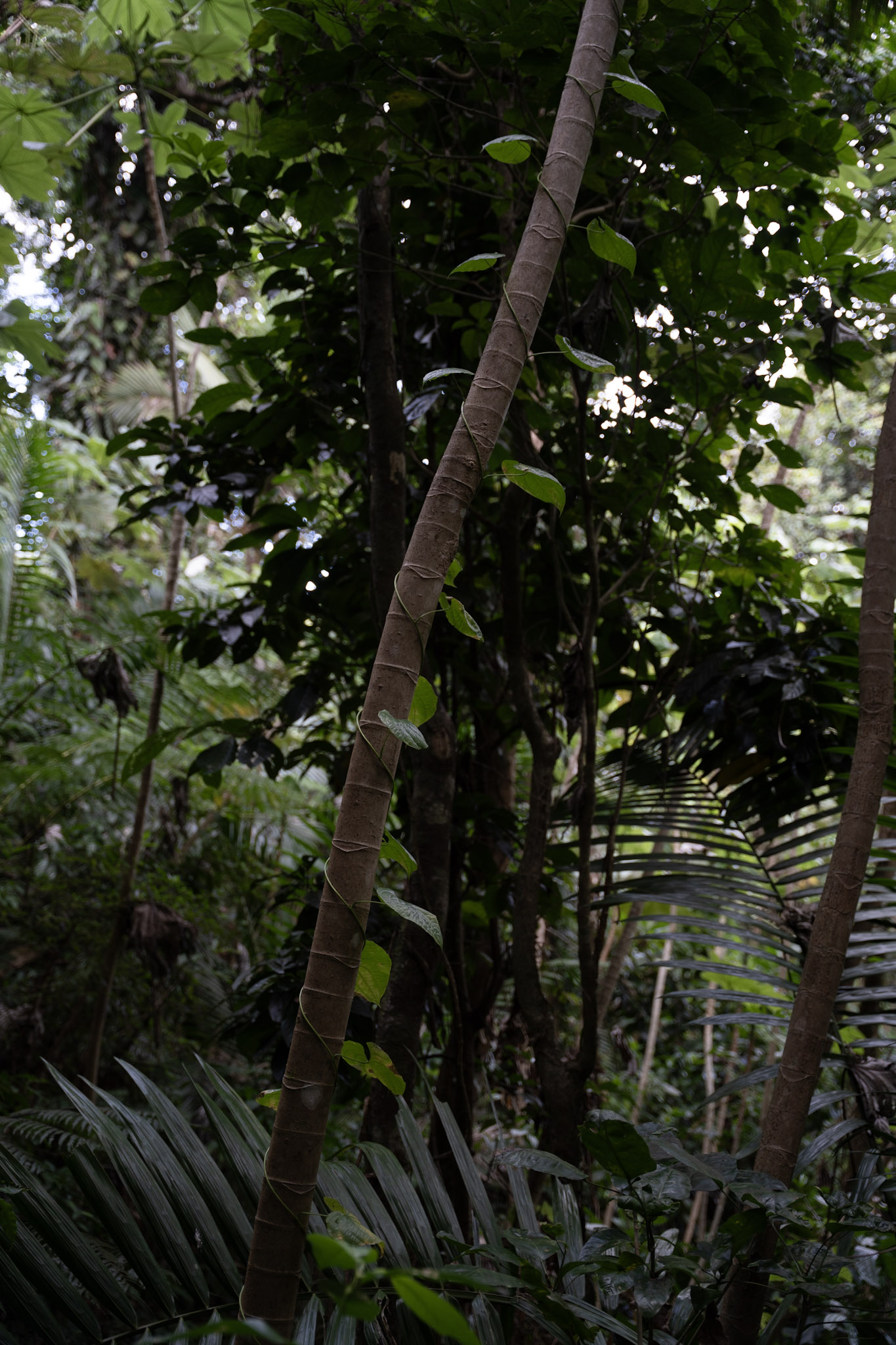 Yunque - foto 116