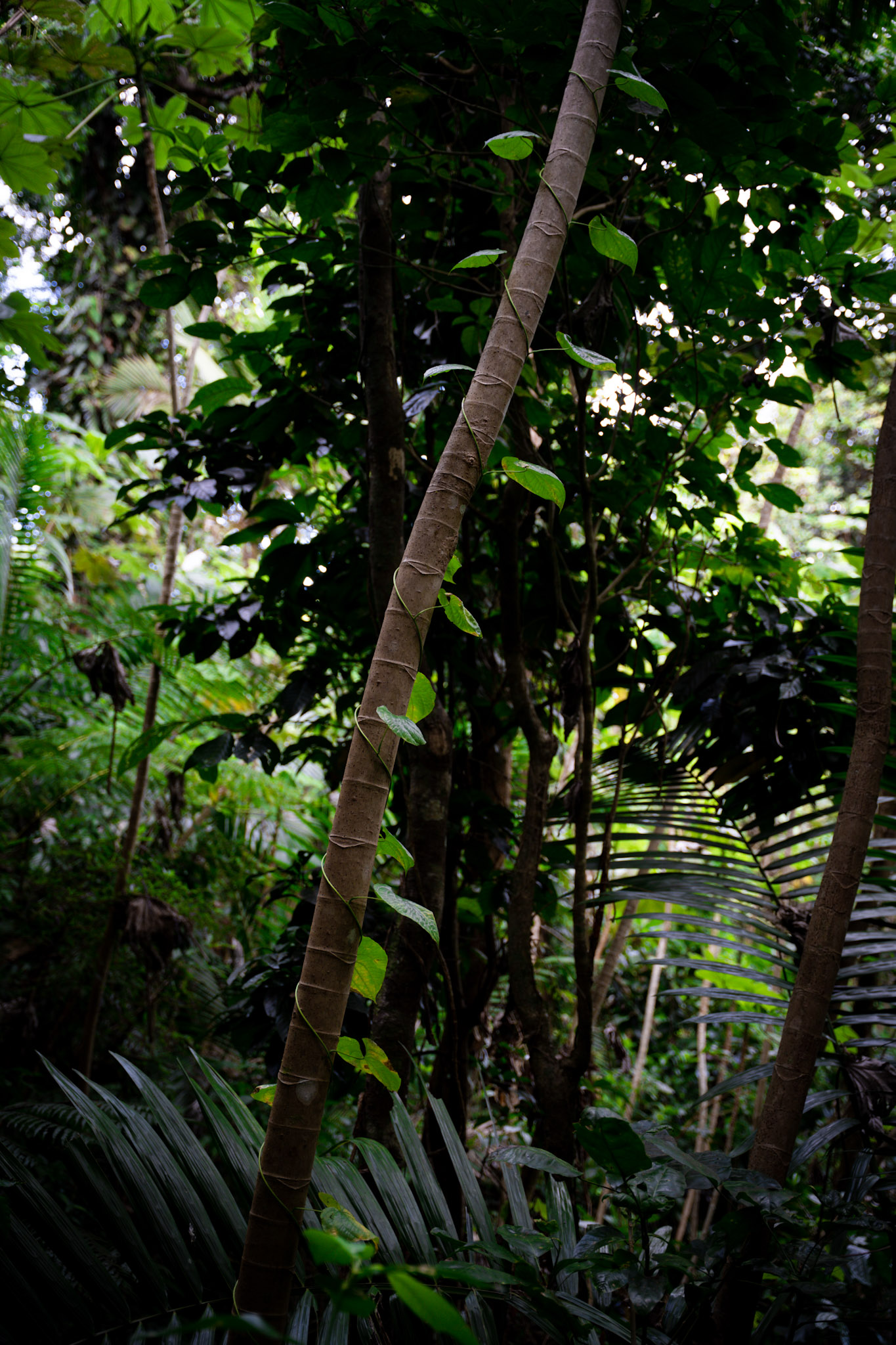 Yunque - foto 117