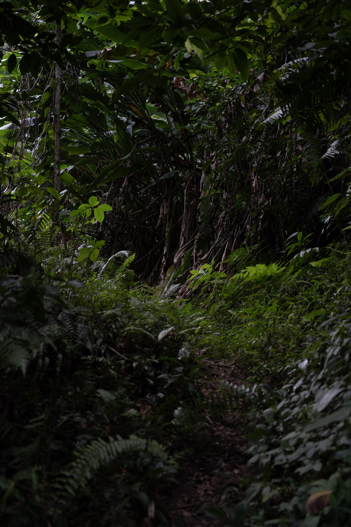 Yunque - foto 118