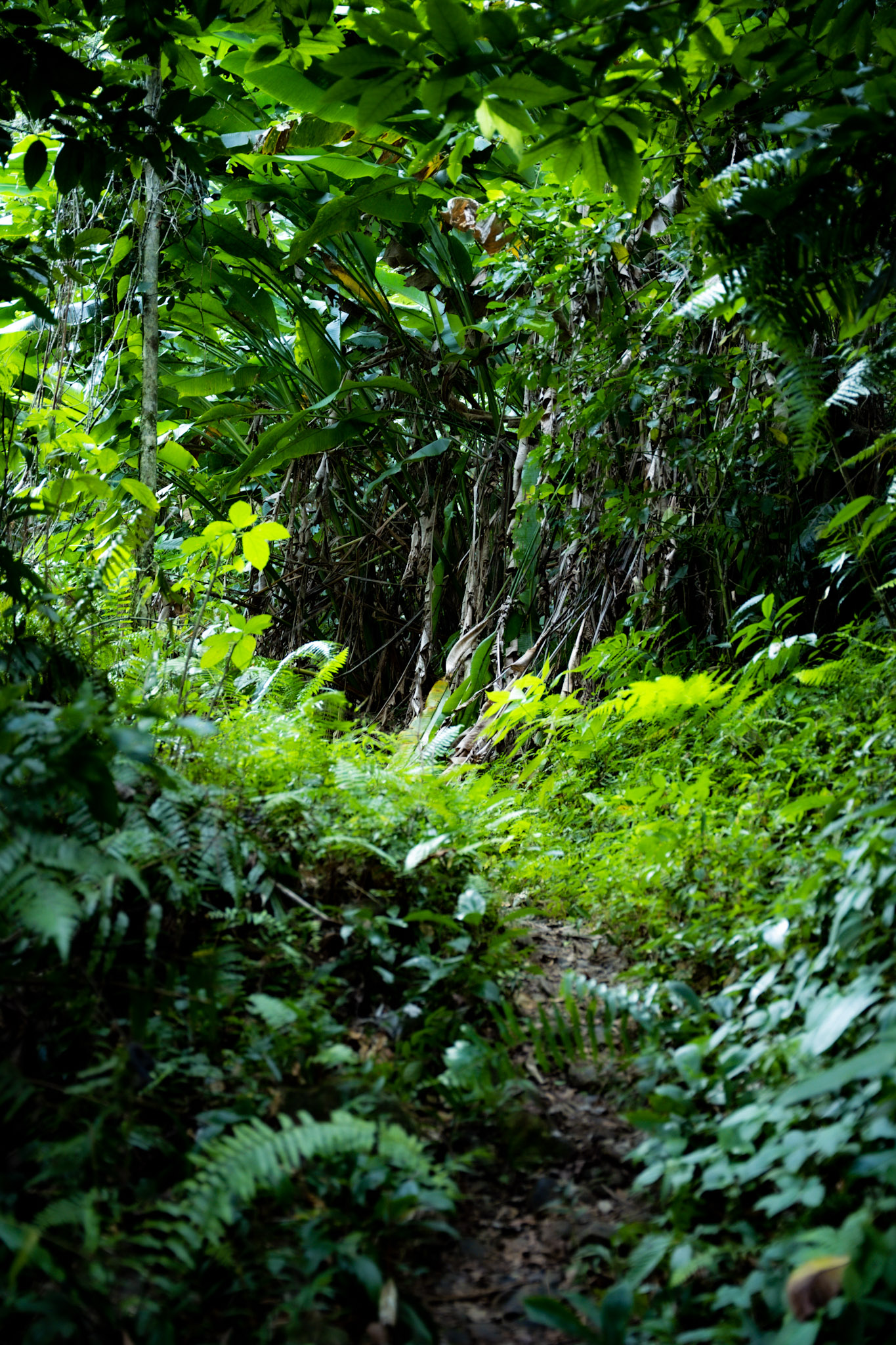 Yunque - foto 119