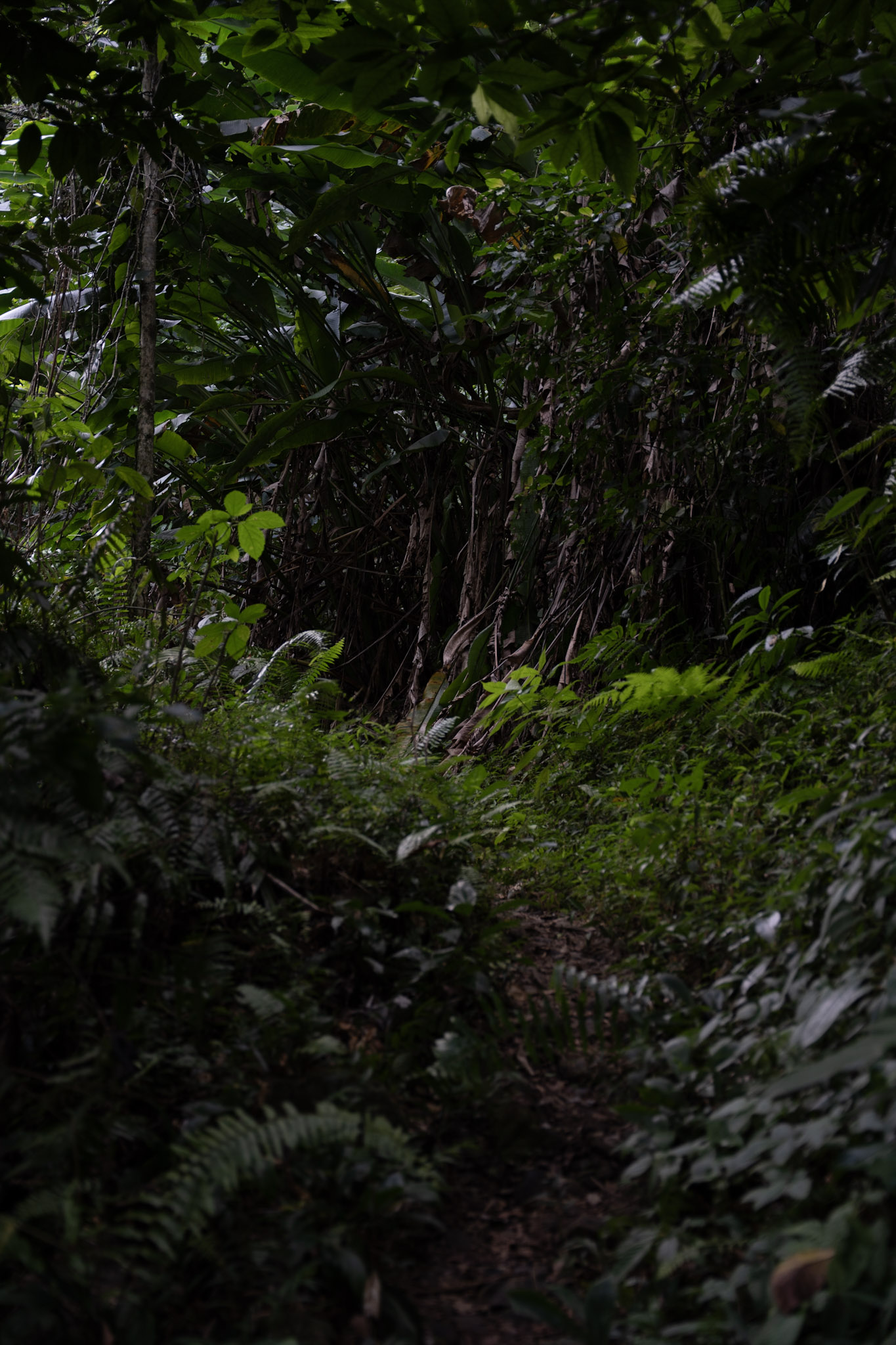 Yunque - foto 120