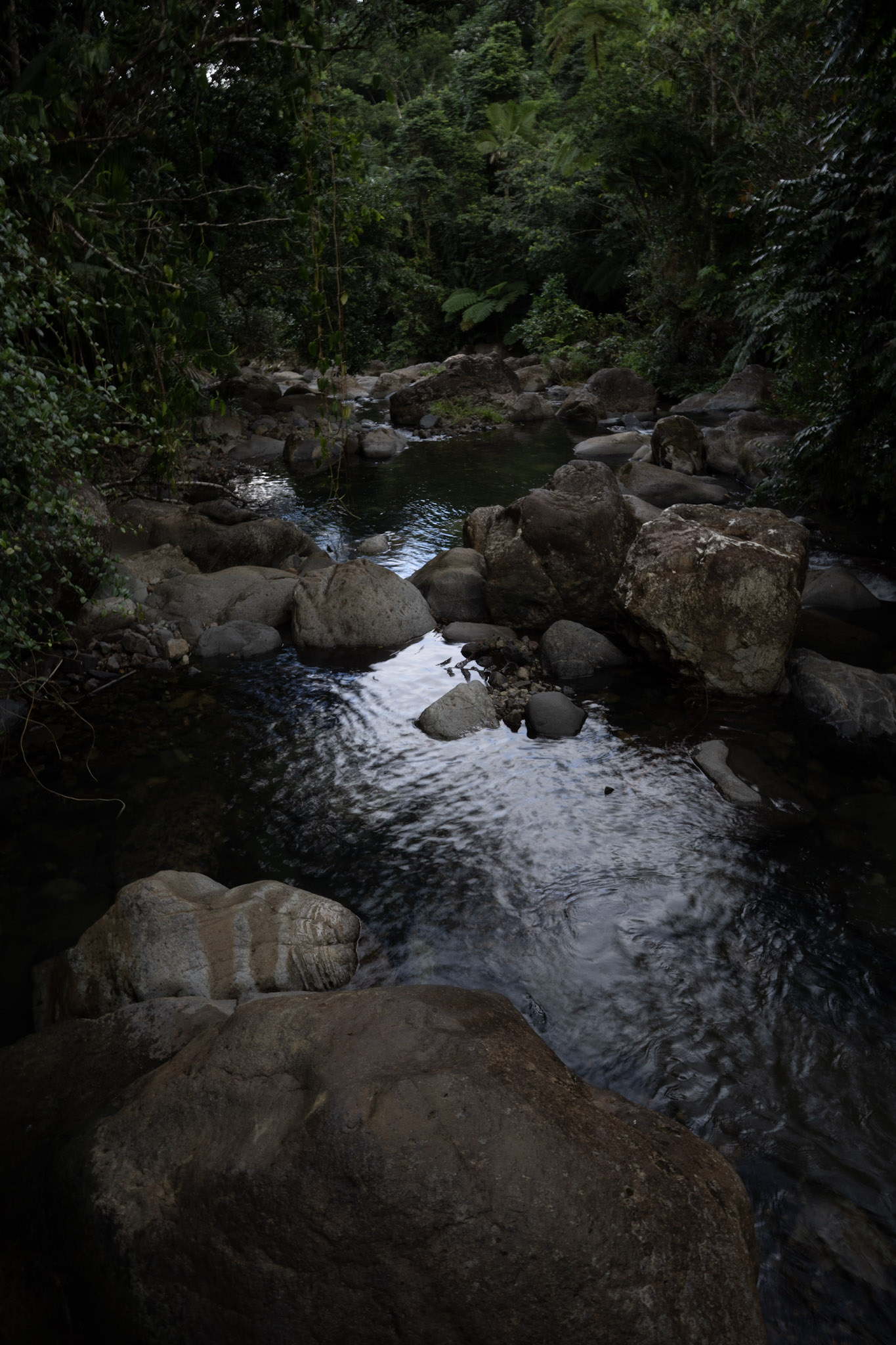 Yunque - foto 129
