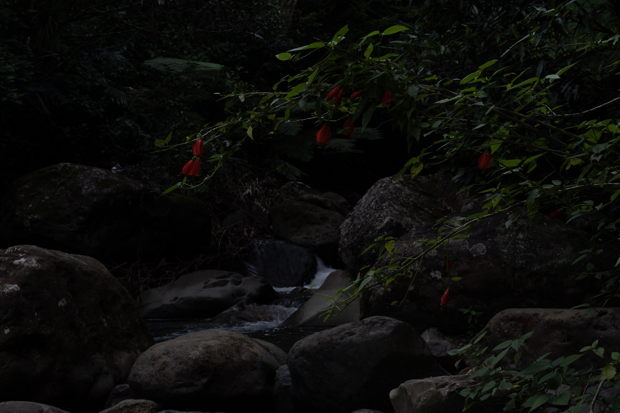 Yunque - foto 131