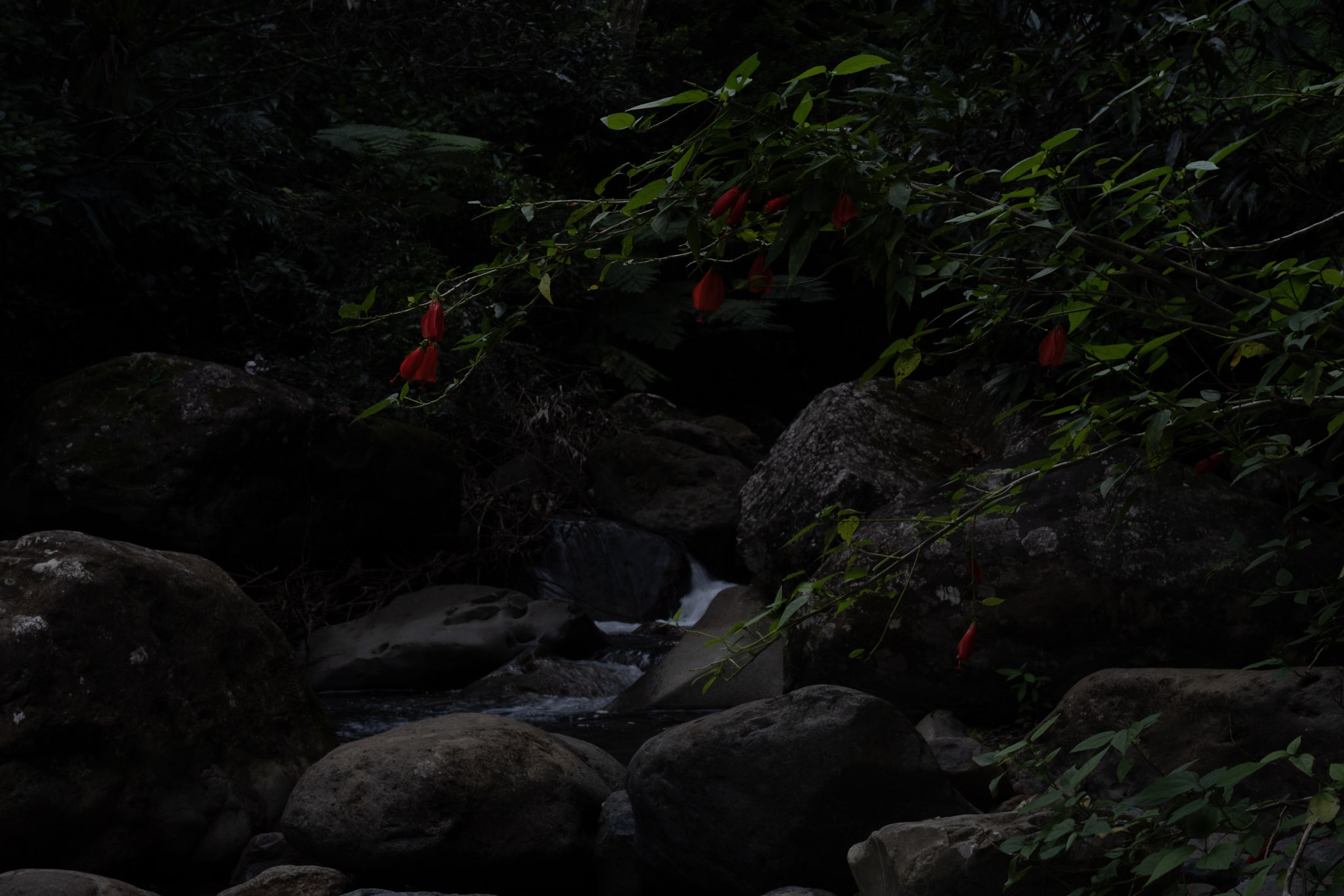 Yunque - foto 132