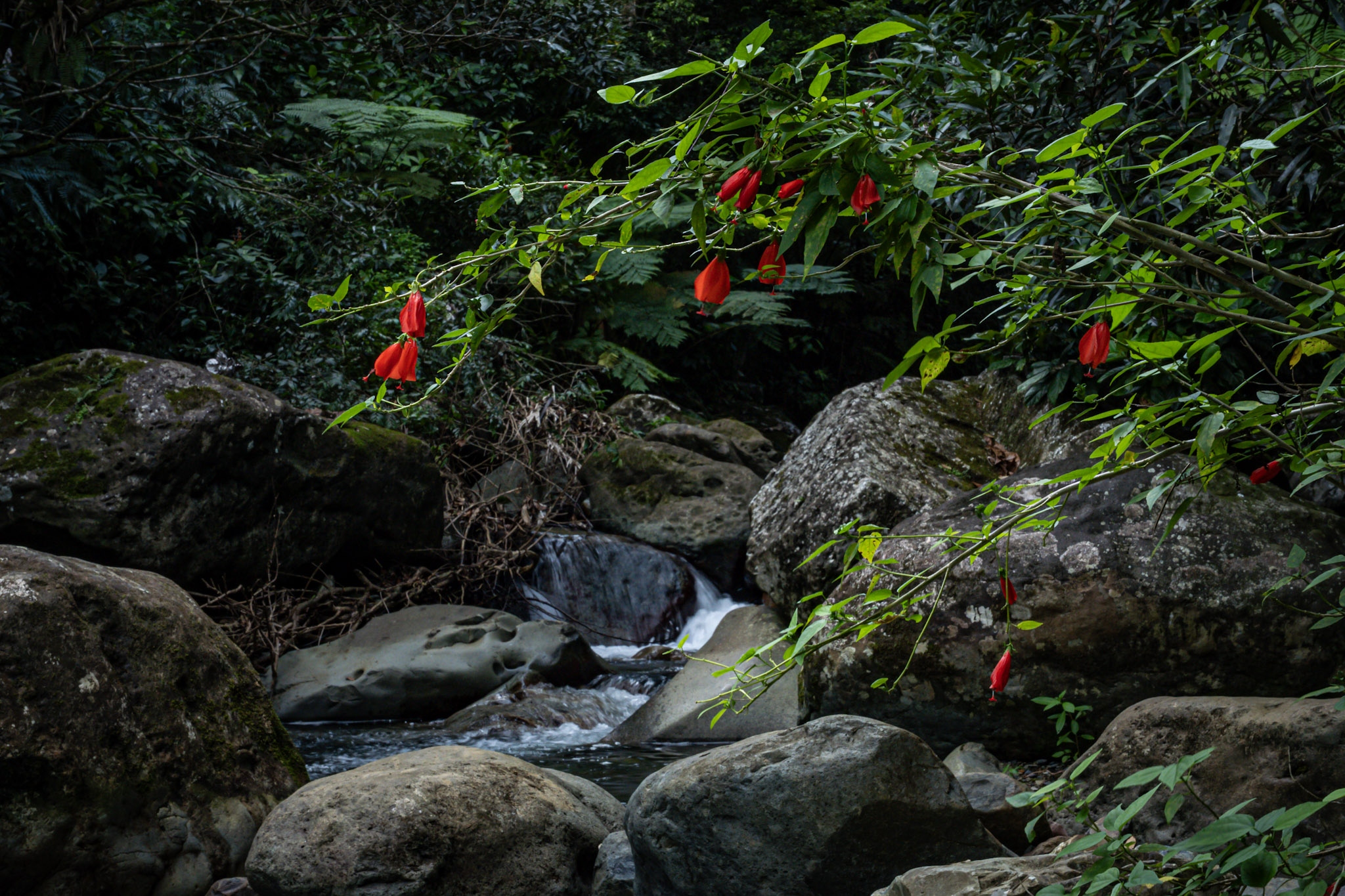 Yunque - foto 133