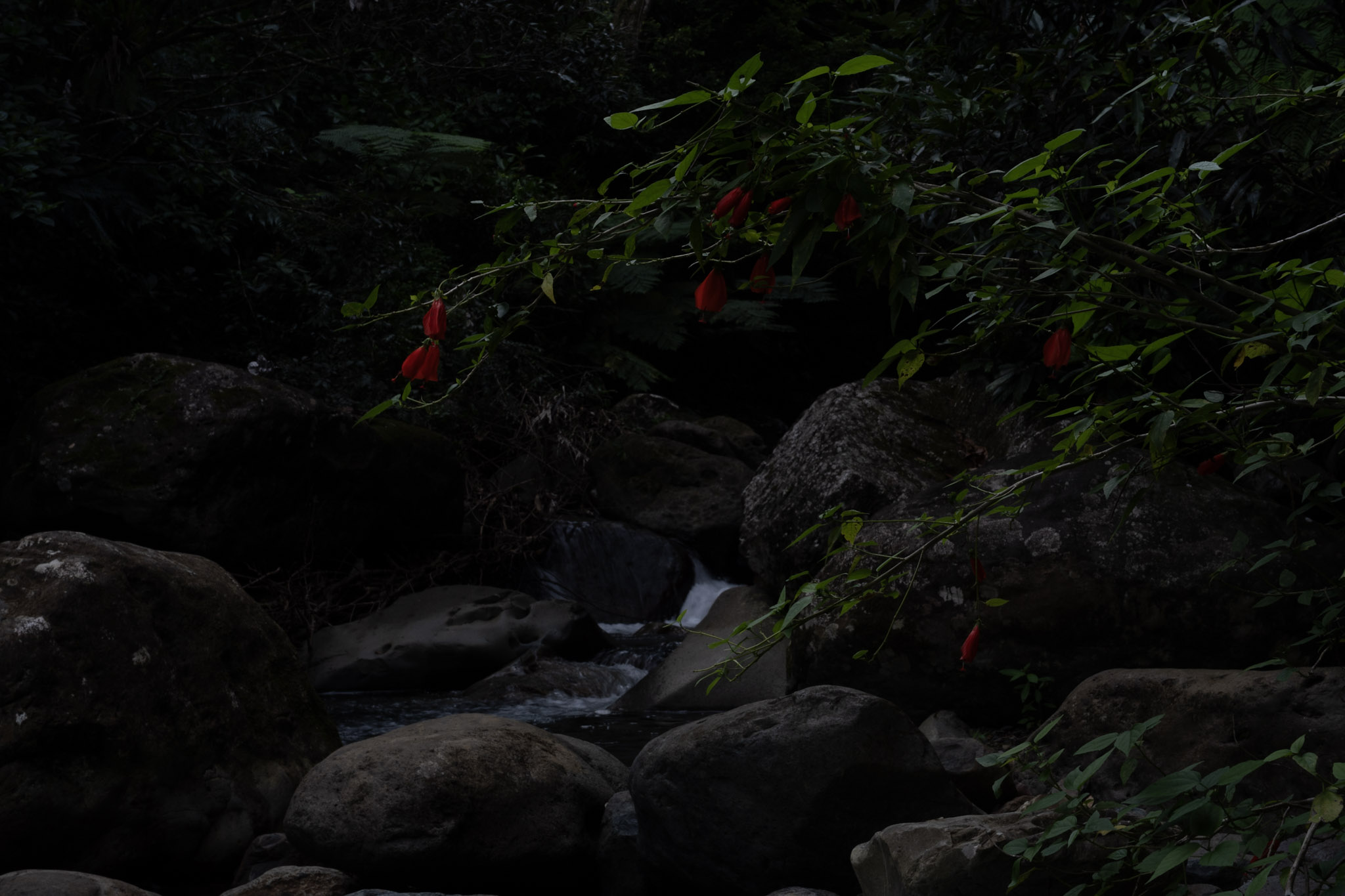 Yunque - foto 134