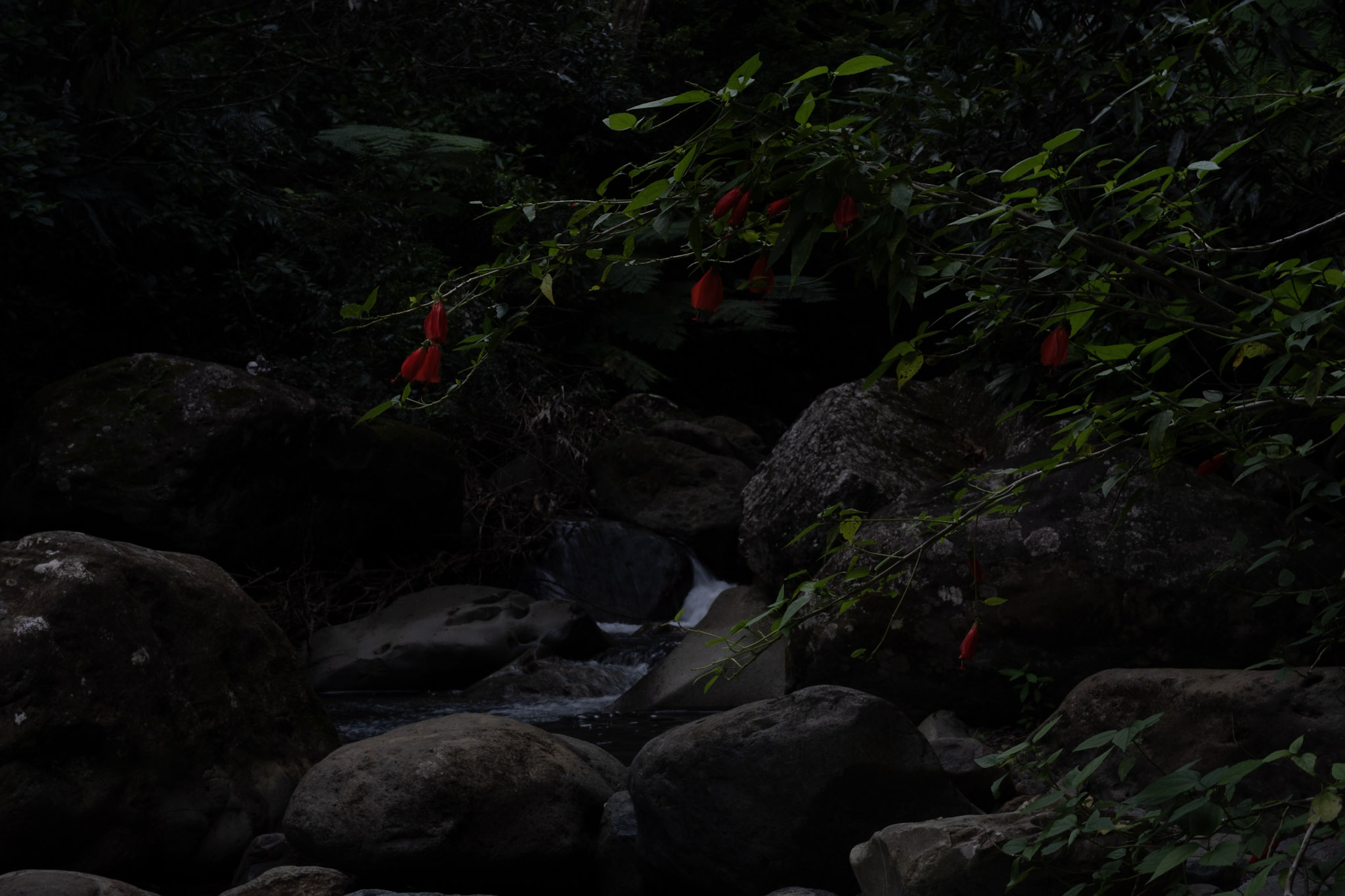 Yunque - foto 135