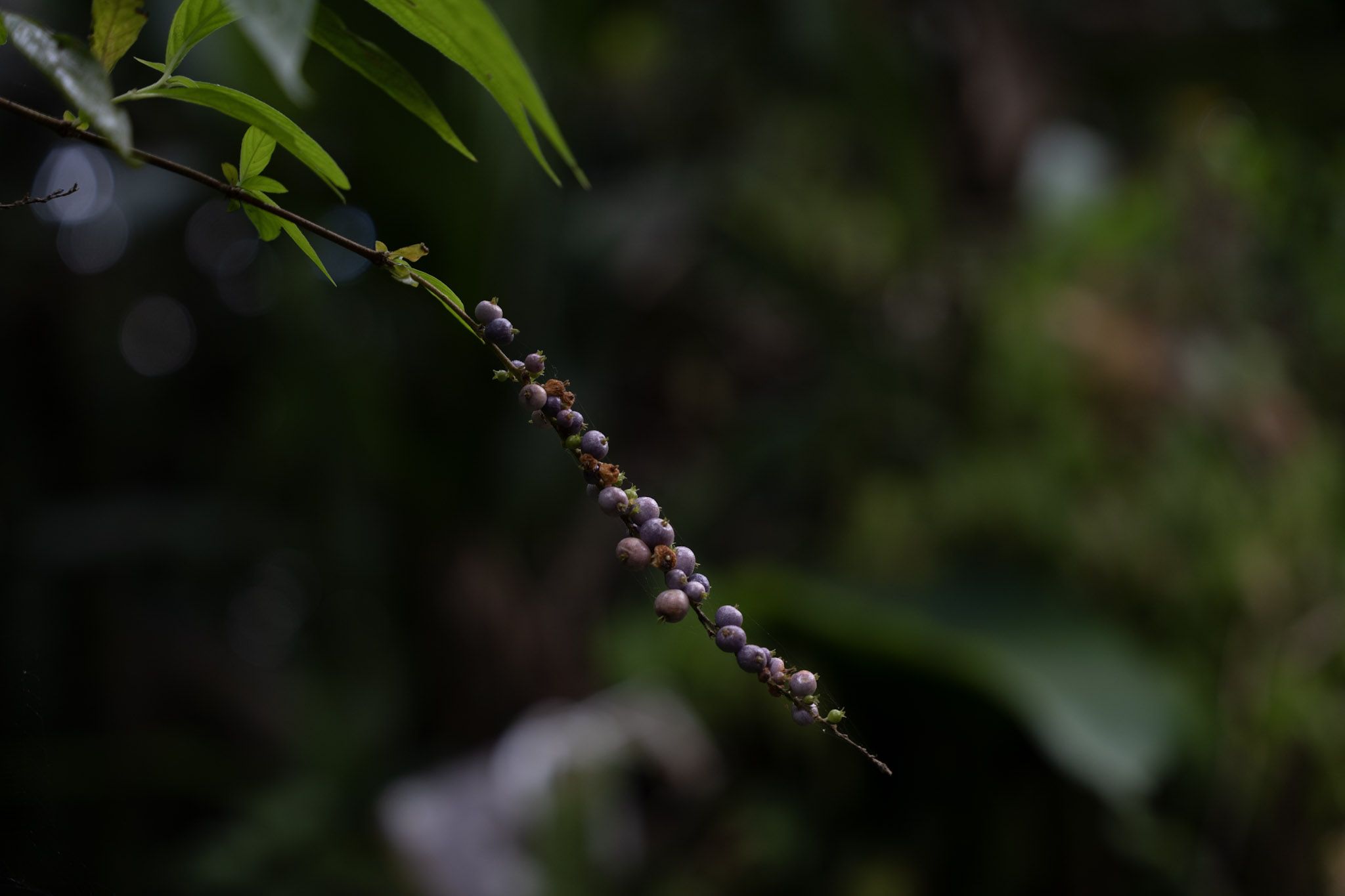 Yunque - foto 136