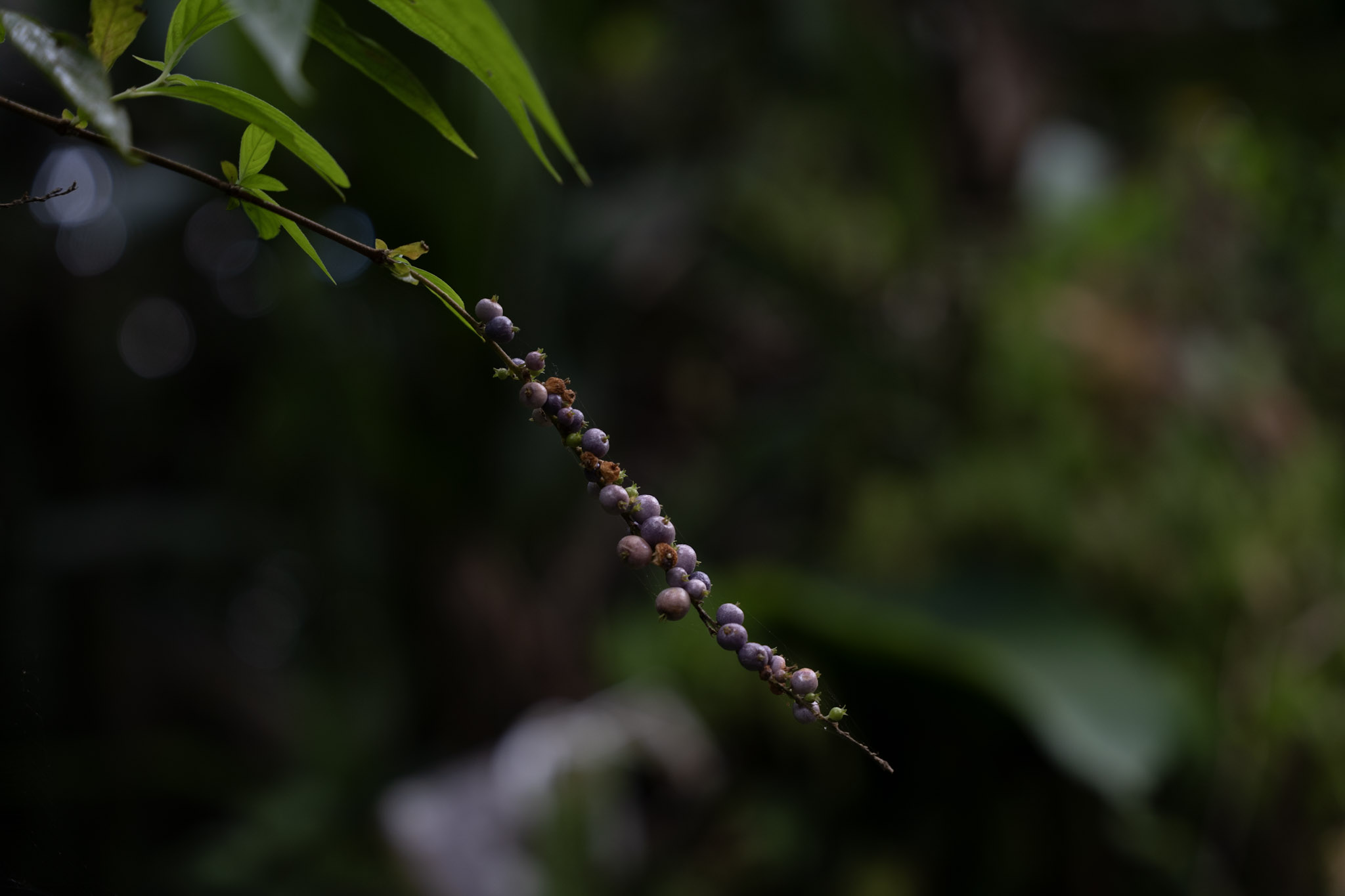 Yunque - foto 137