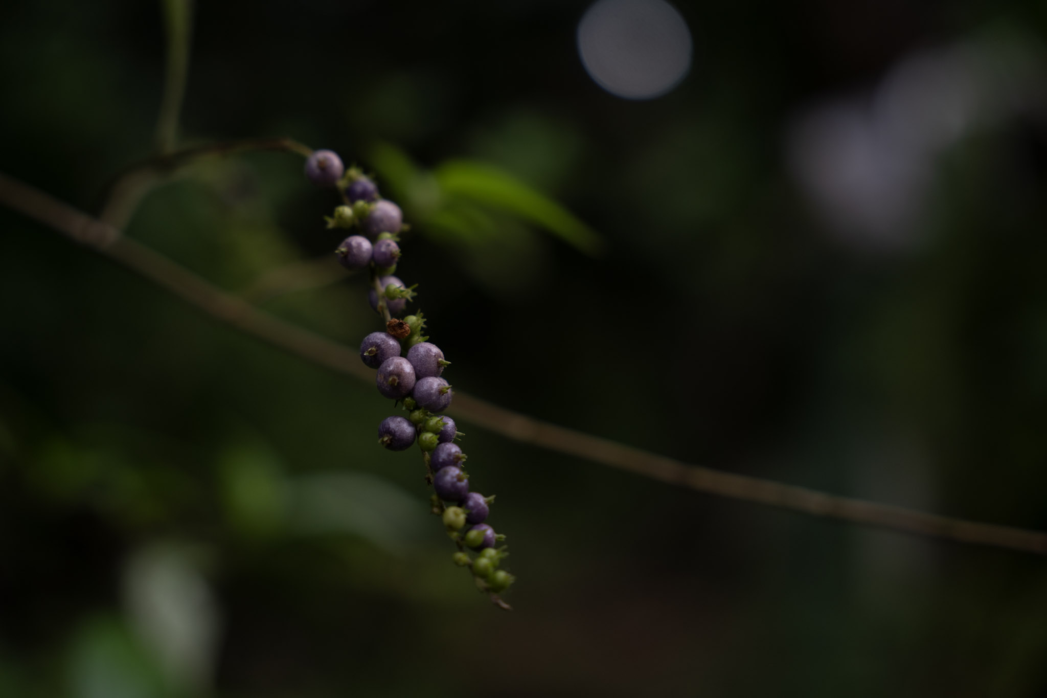 Yunque - foto 139