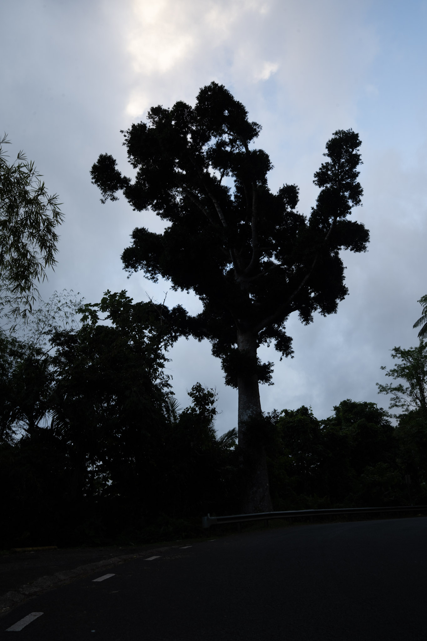 Yunque - foto 141