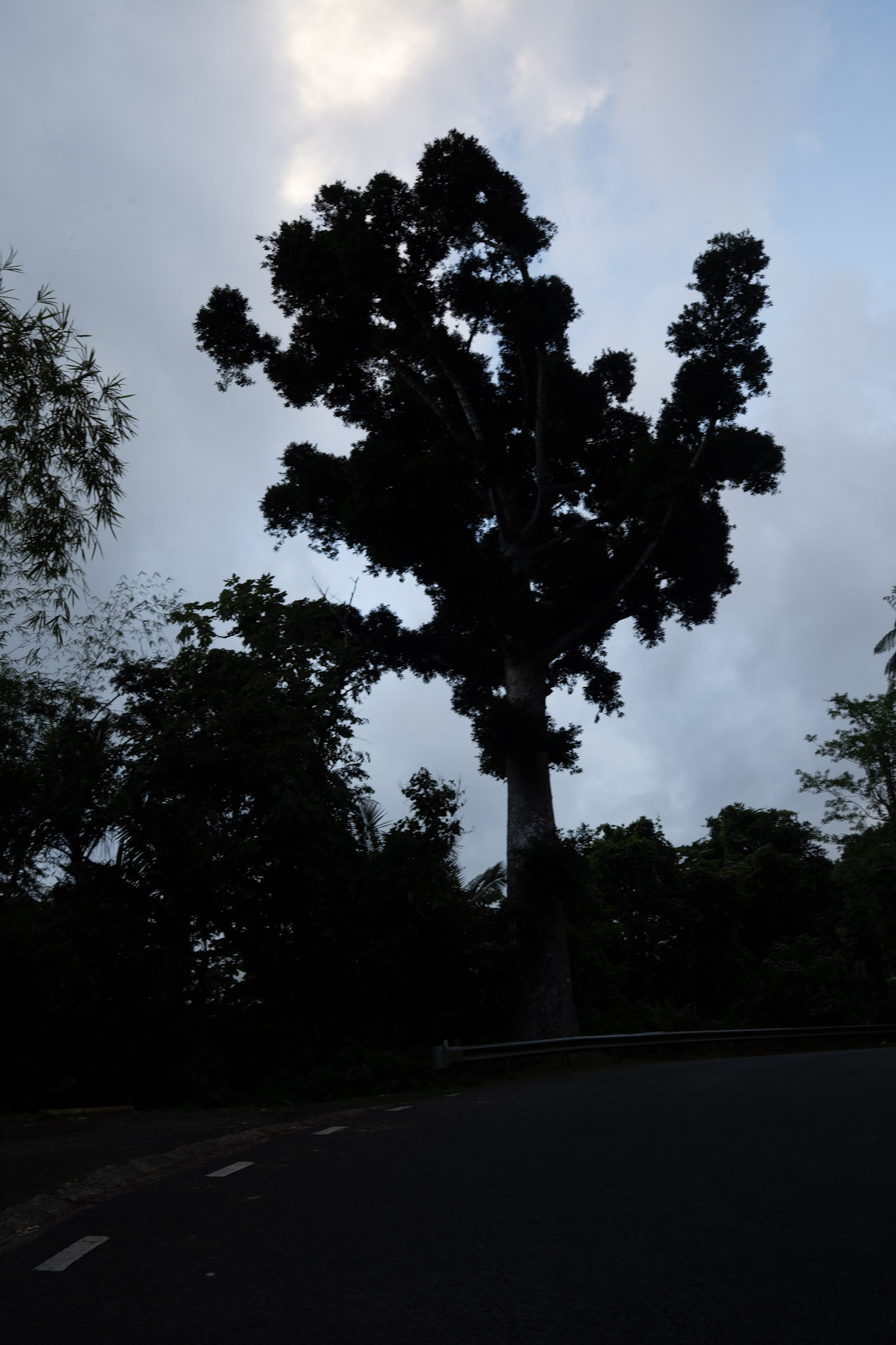 Yunque - foto 142