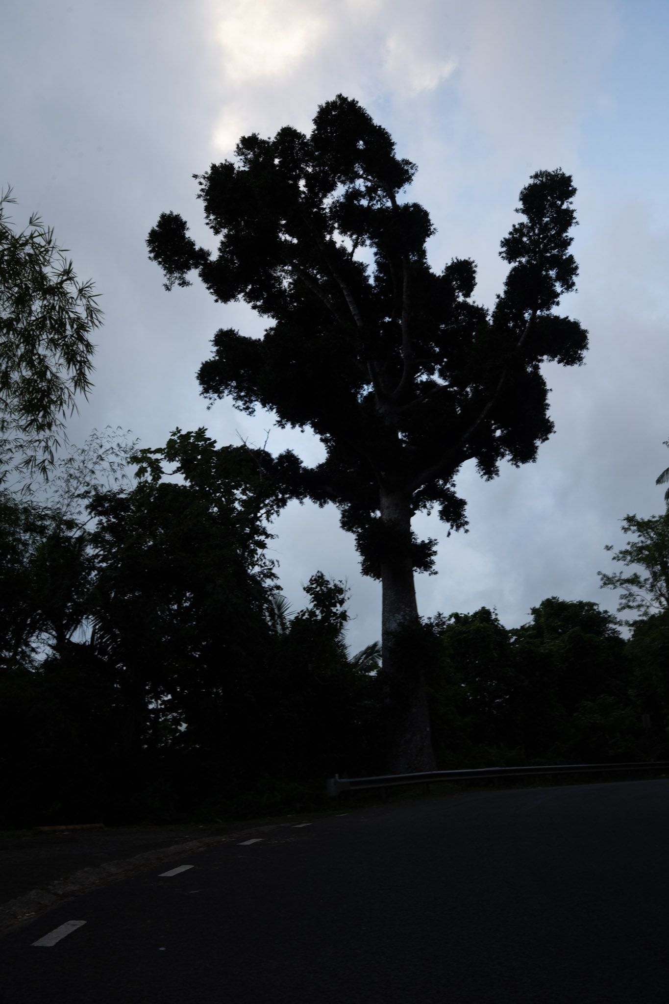 Yunque - foto 143