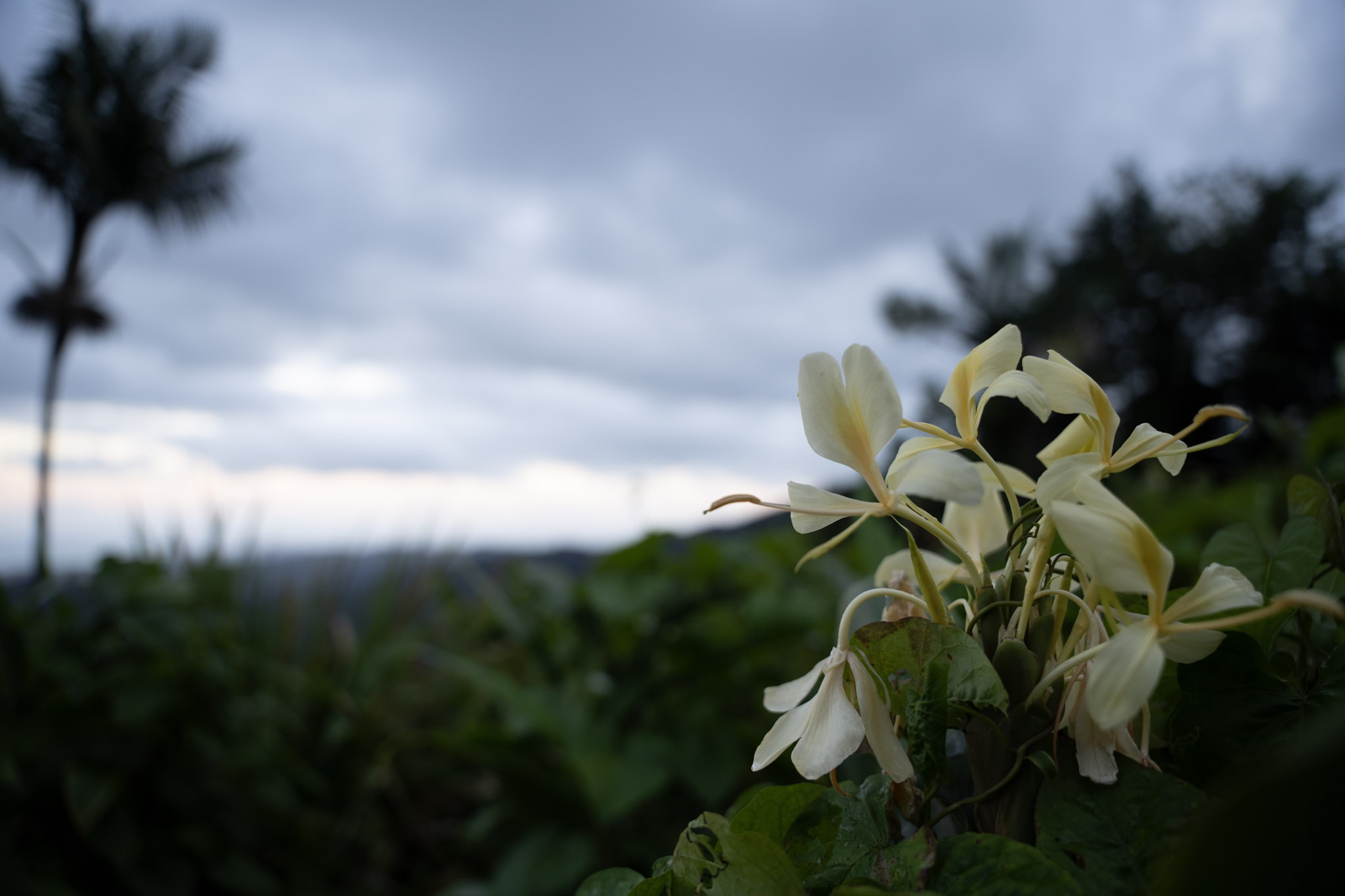 Yunque - foto 168