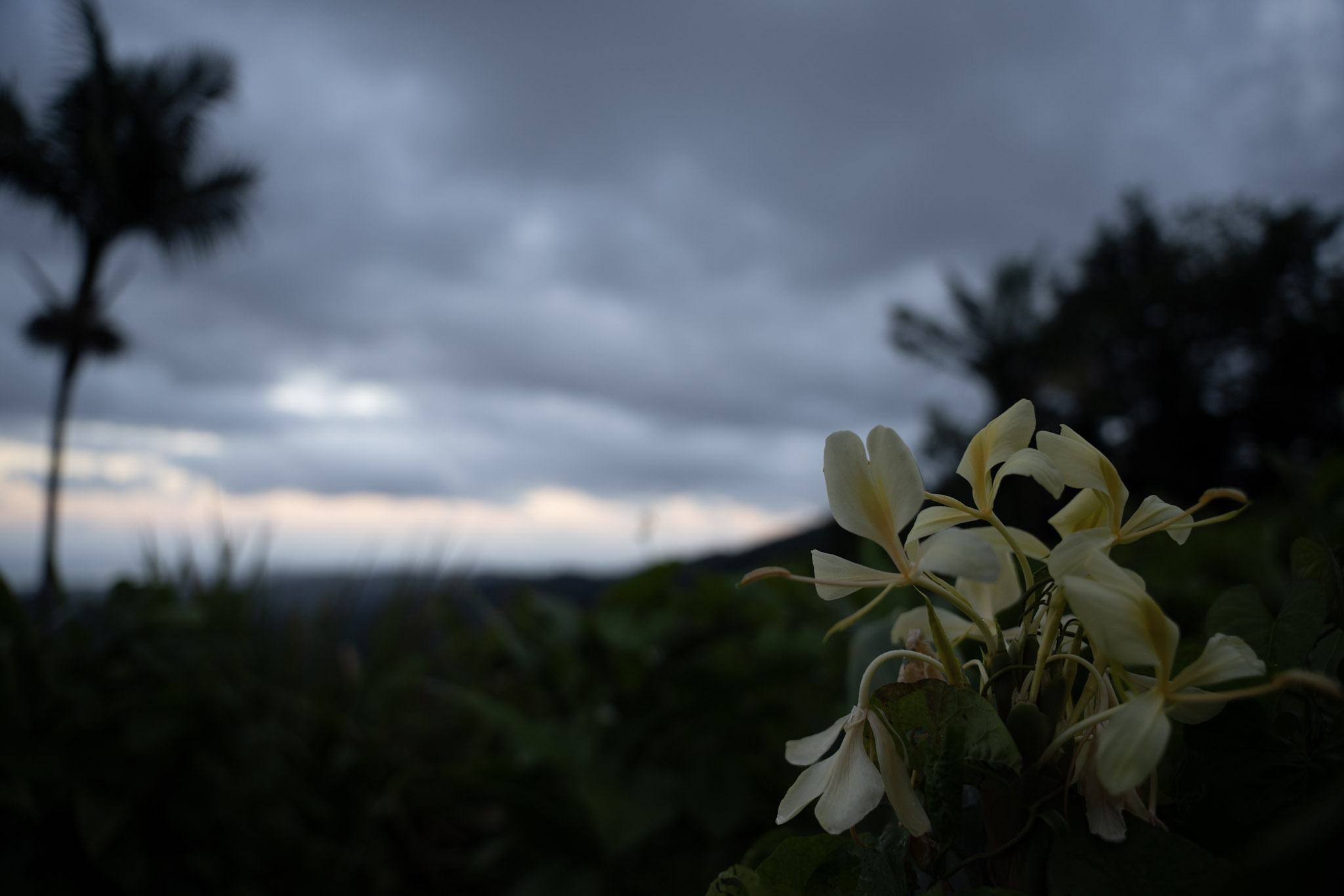 Yunque - foto 169