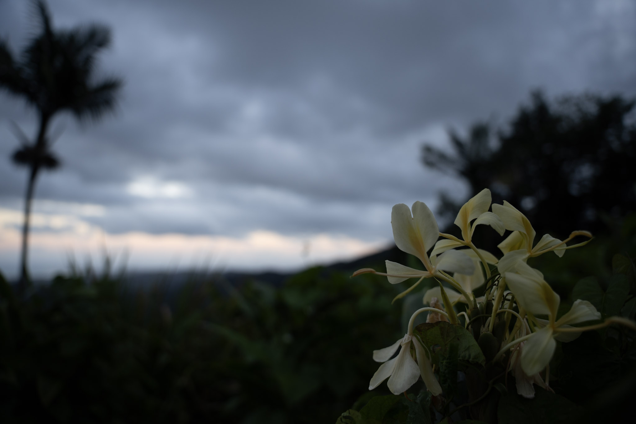 Yunque - foto 170