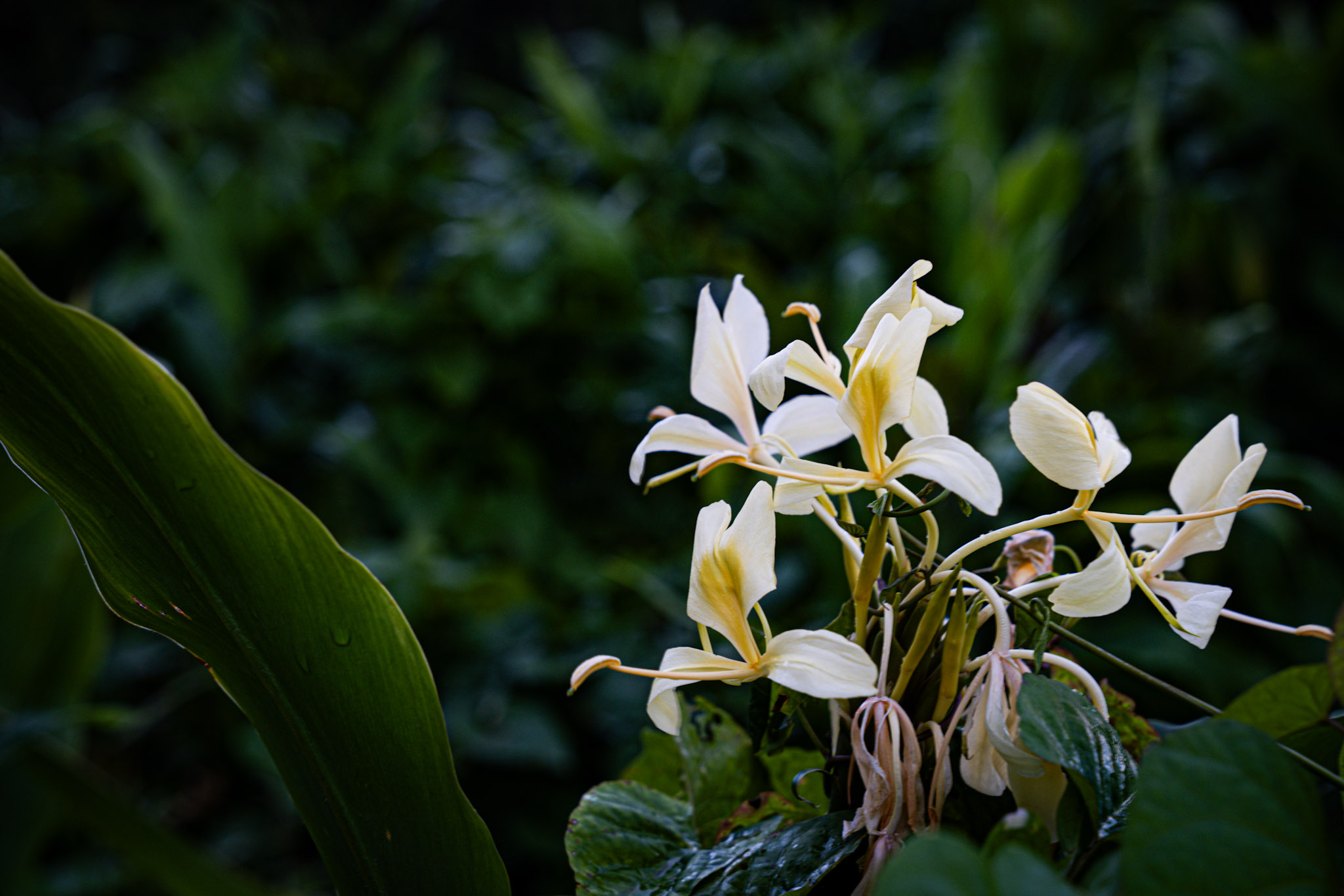Yunque - foto 195