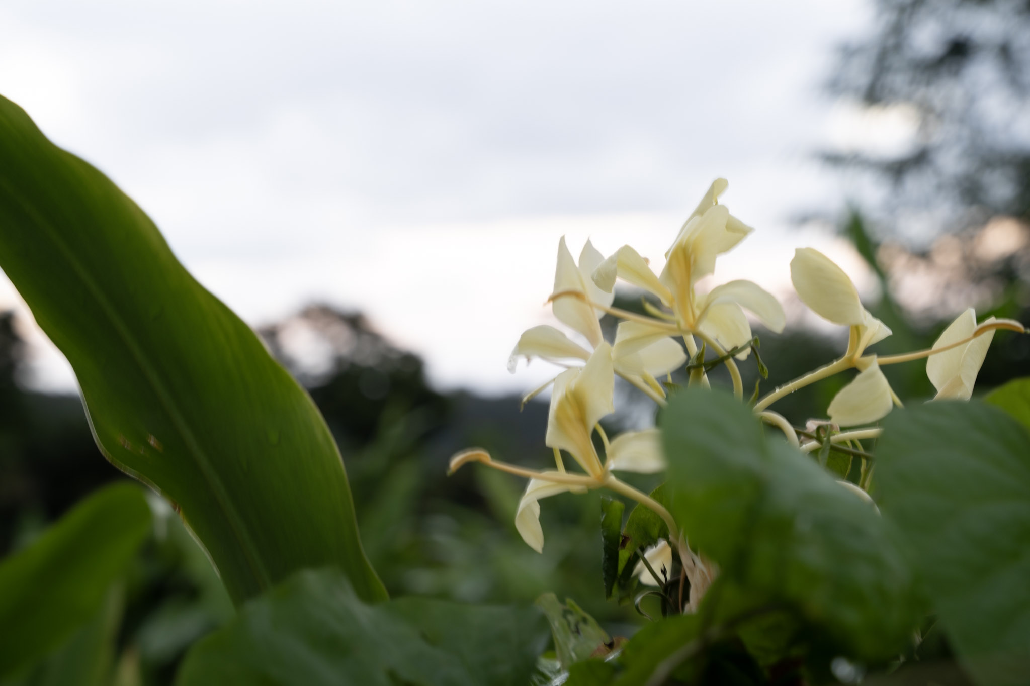Yunque - foto 196