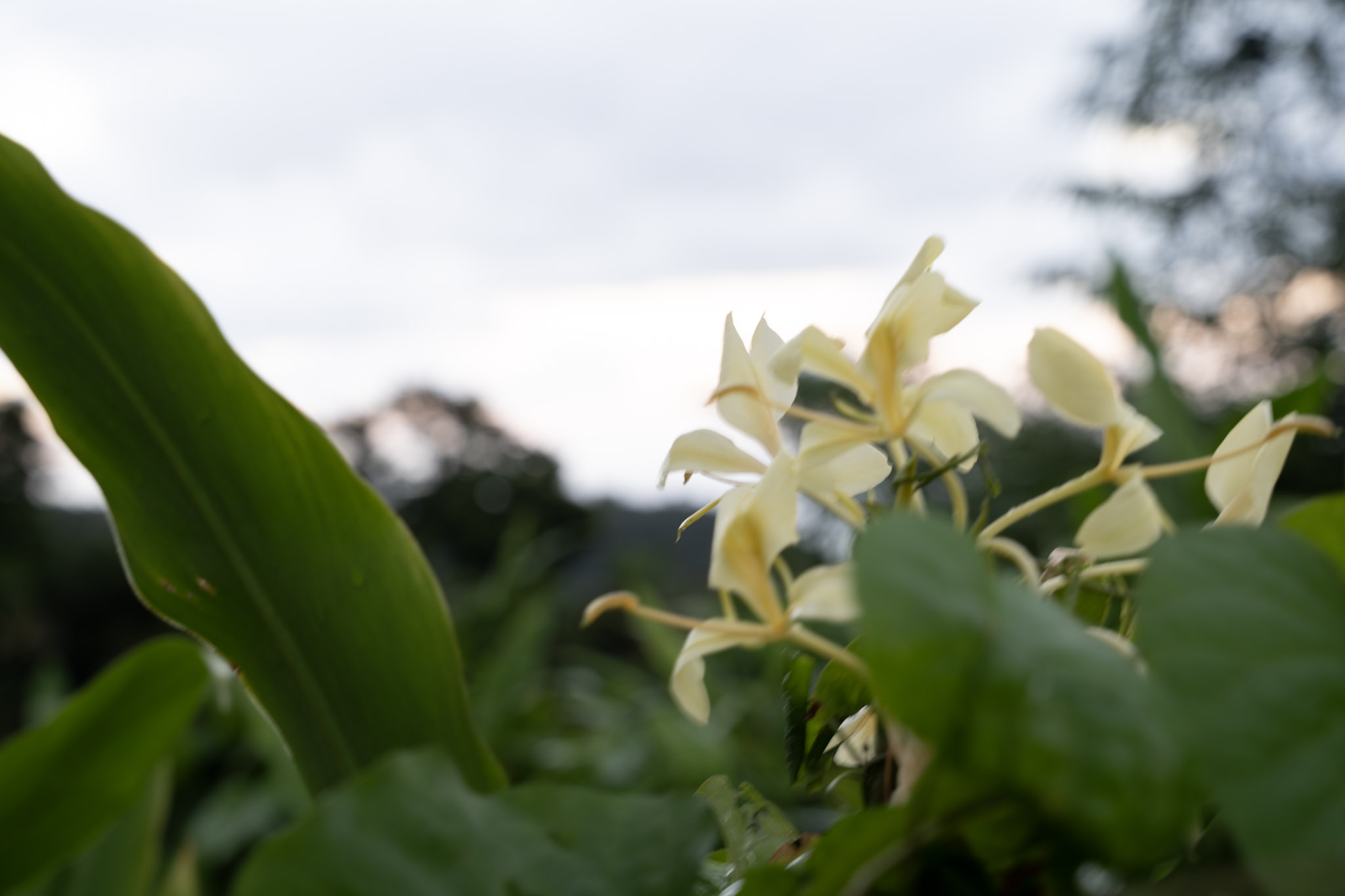Yunque - foto 197