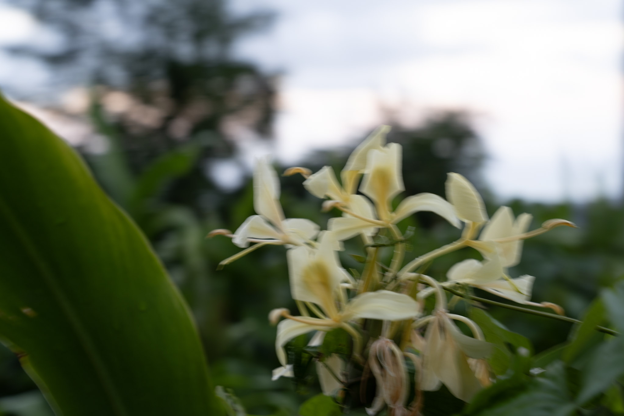 Yunque - foto 200