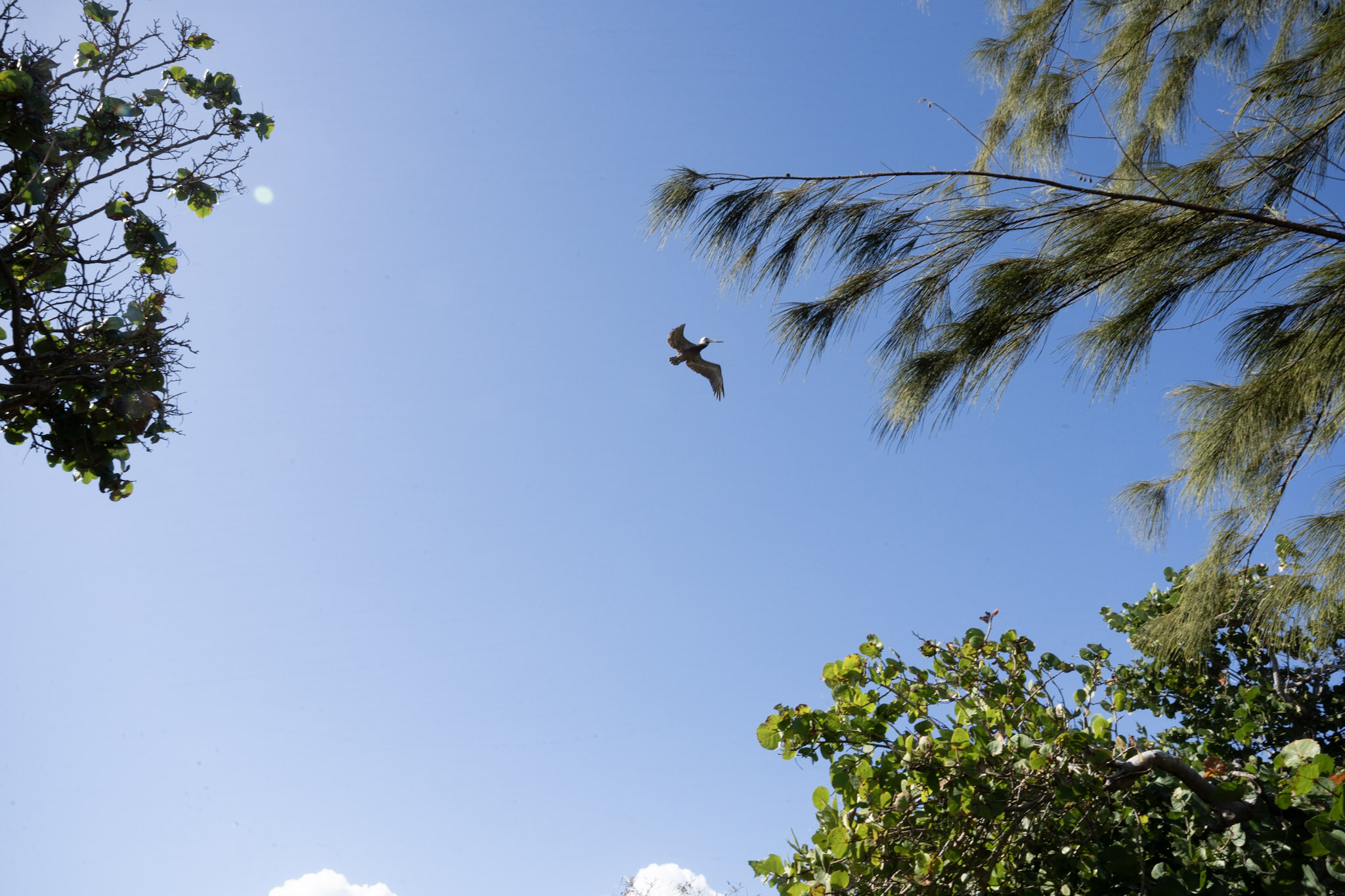 2022-01-07_Maunabo - foto 76