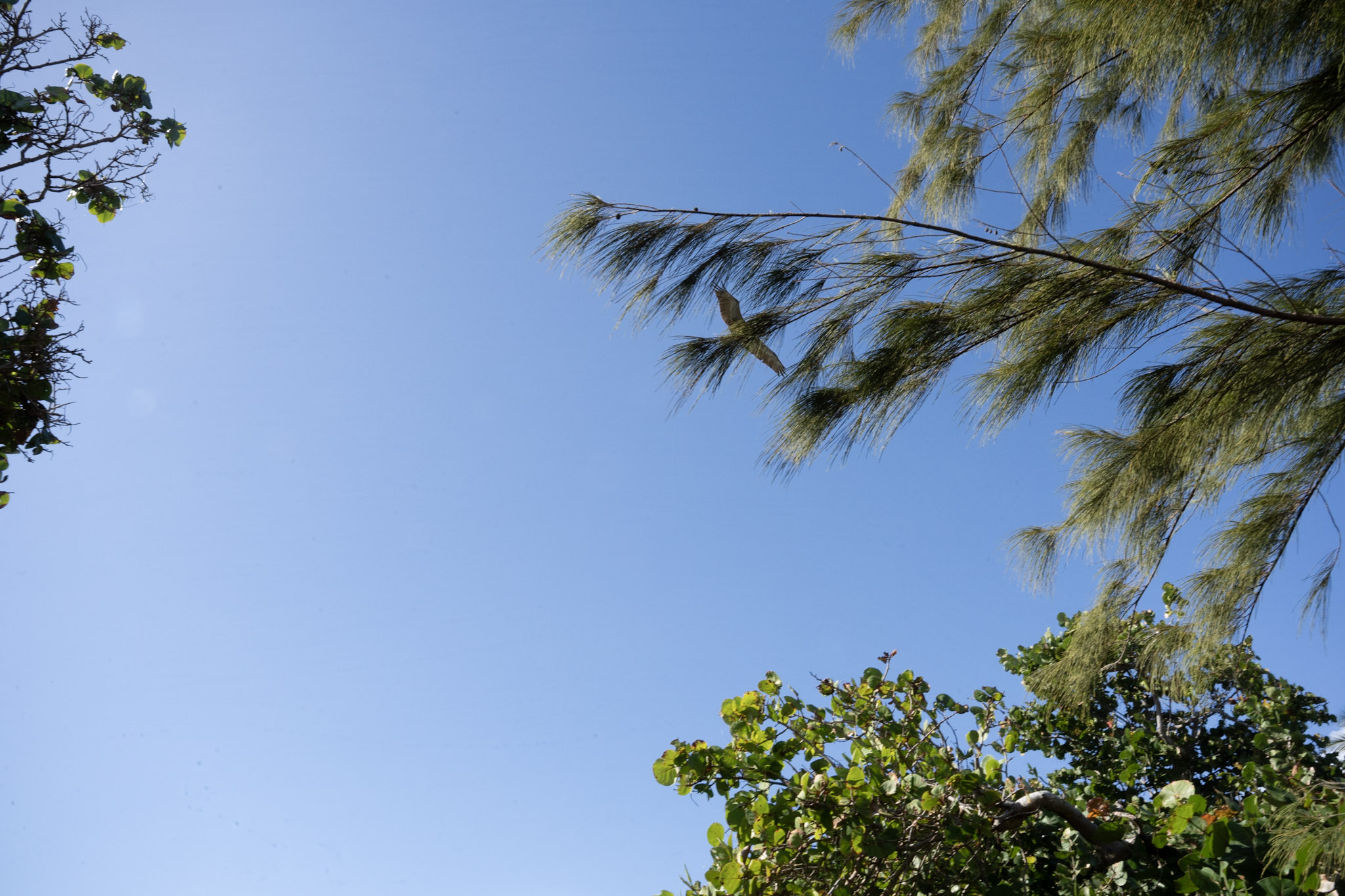 2022-01-07_Maunabo - foto 77