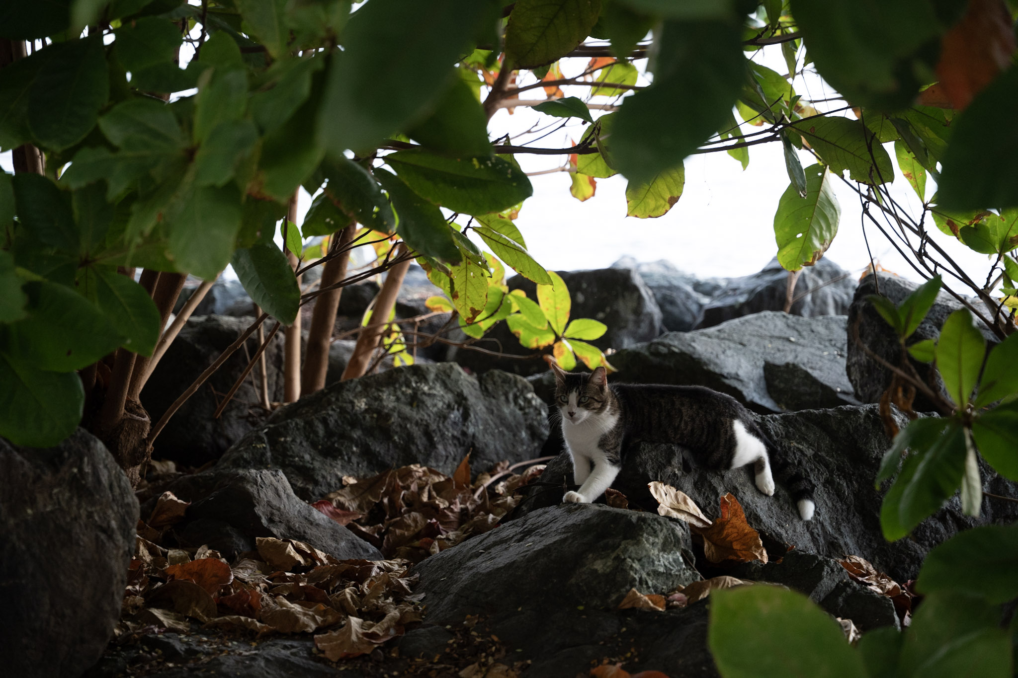 2022-12-24_San_Juan - foto 88