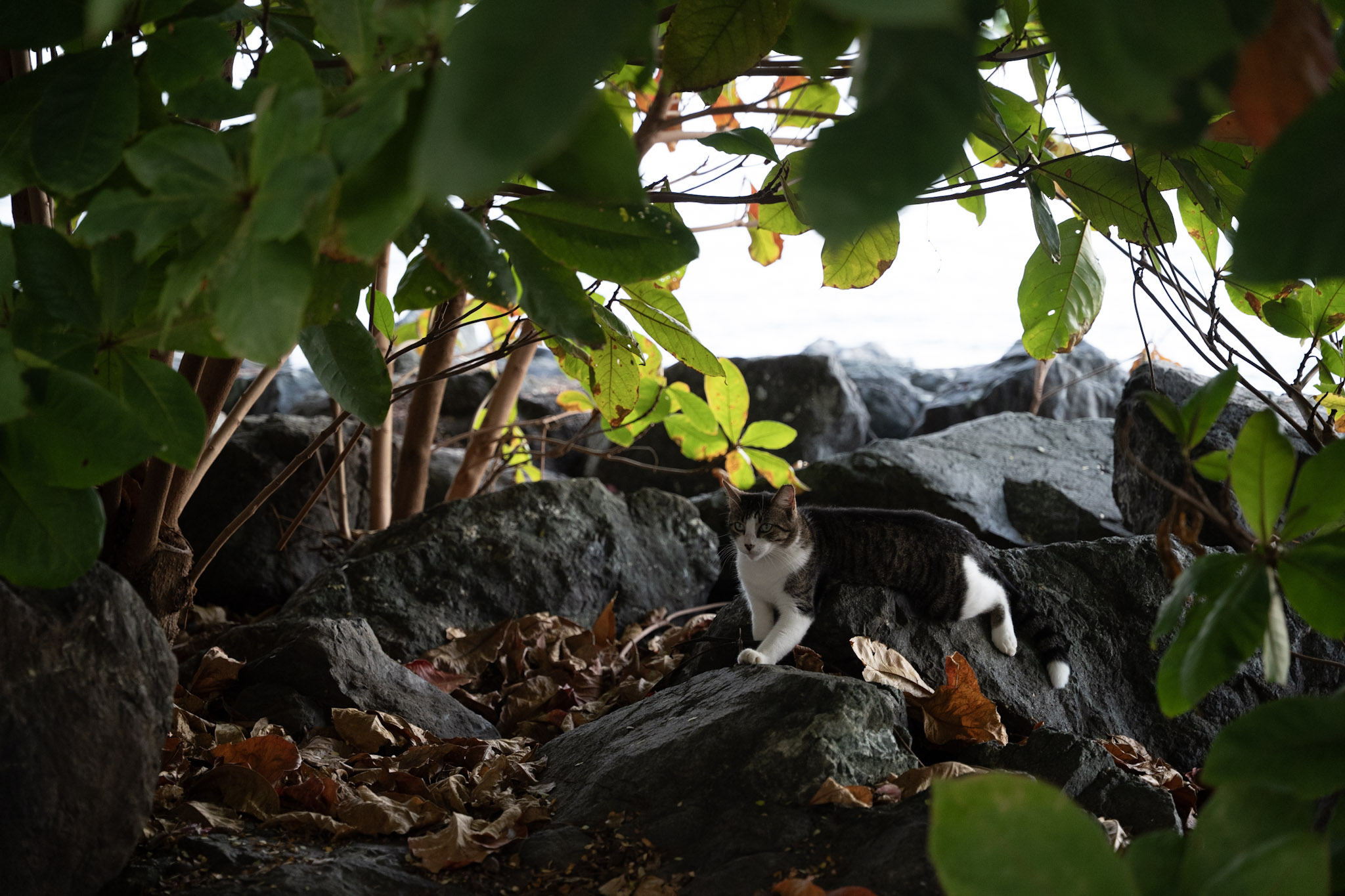 2022-12-24_San_Juan - foto 89