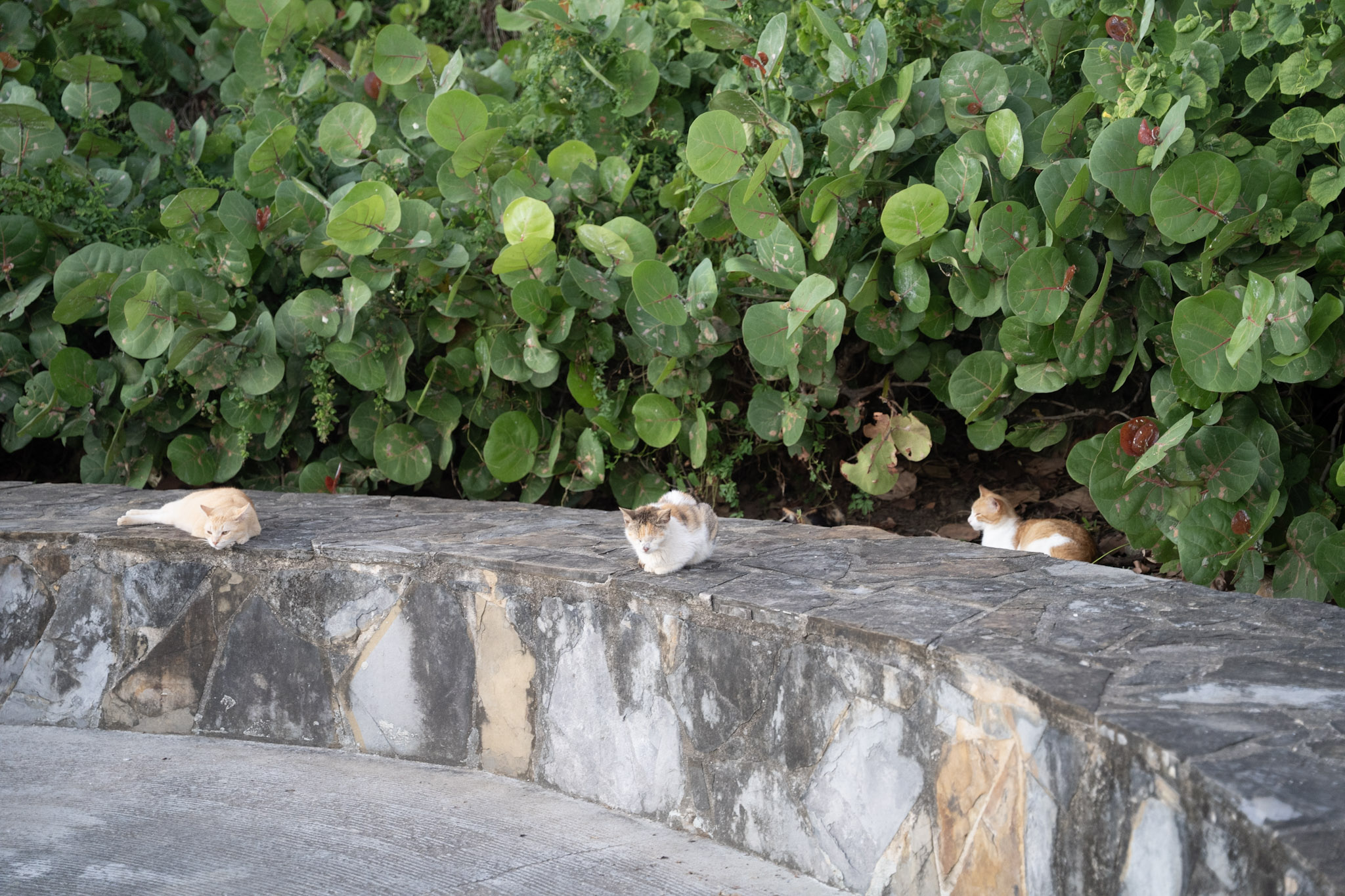 2022-12-24_San_Juan - foto 119