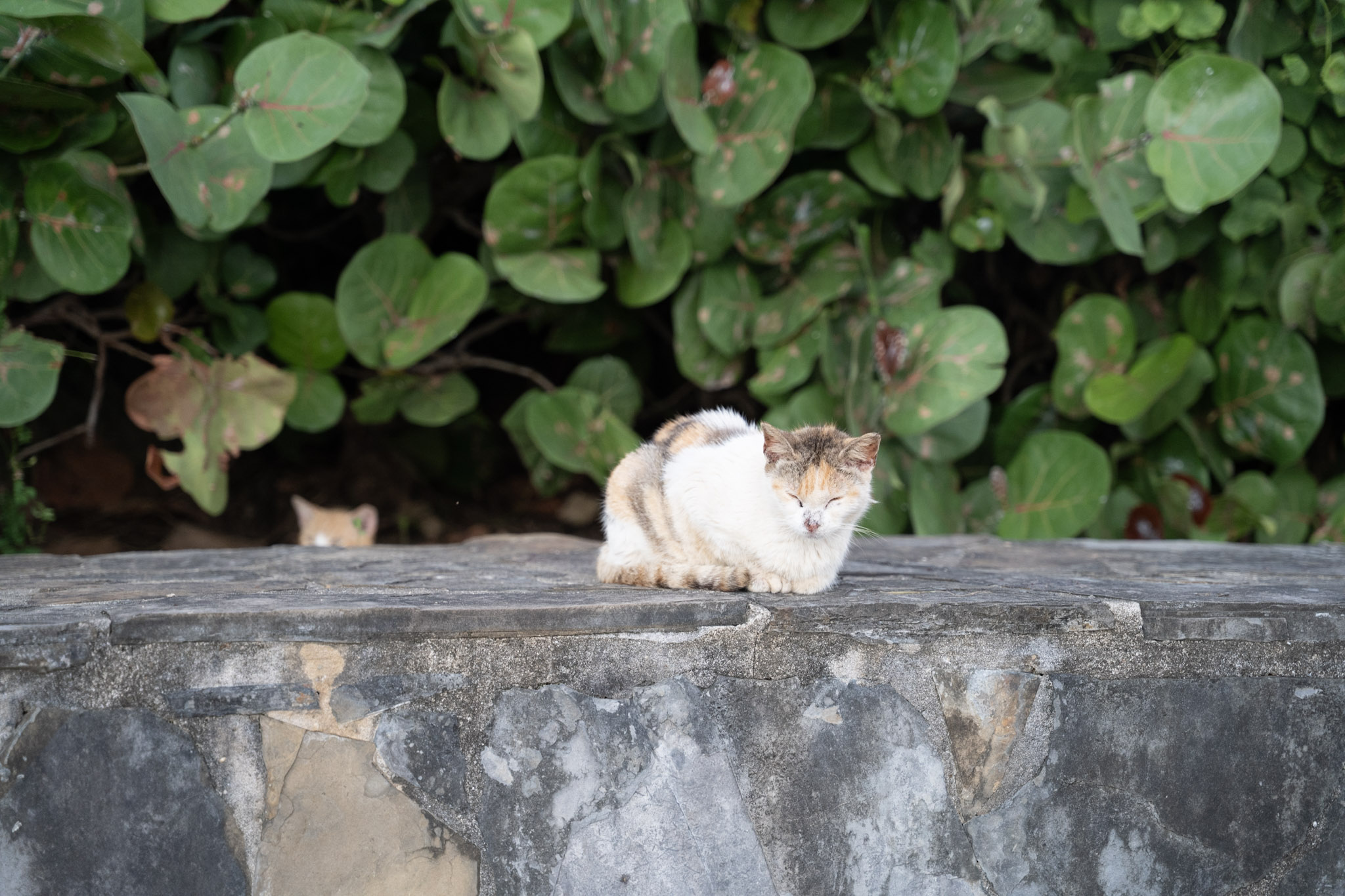 2022-12-24_San_Juan - foto 123