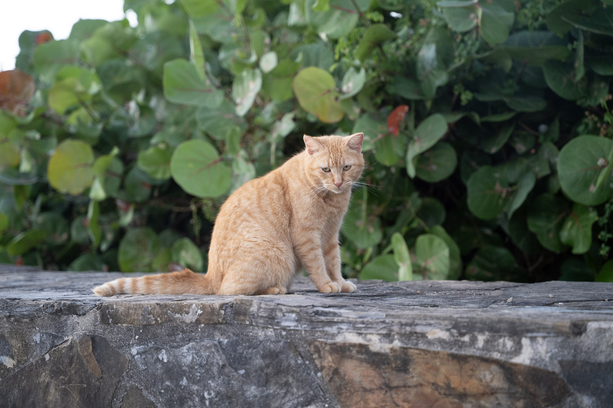 2022-12-24_San_Juan - foto 124