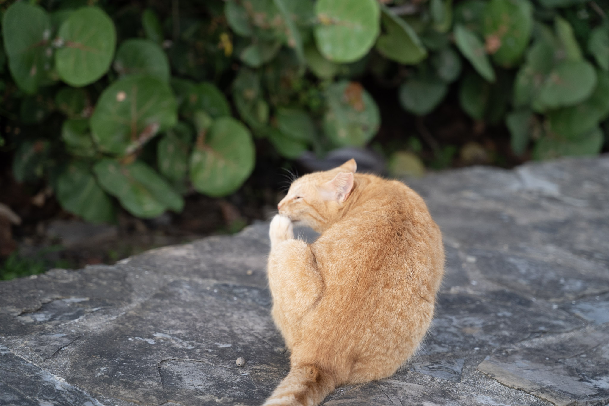 2022-12-24_San_Juan - foto 125