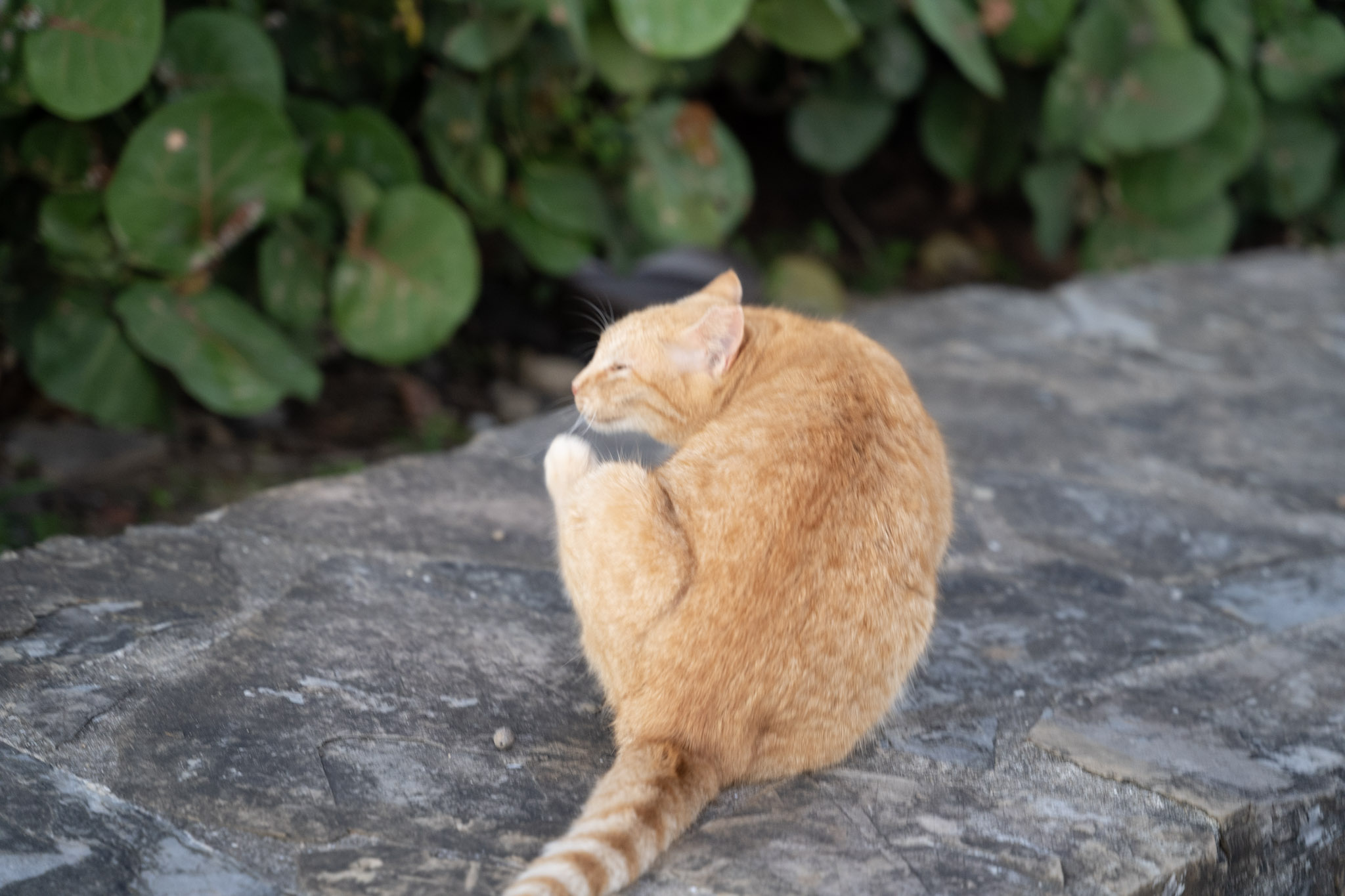 2022-12-24_San_Juan - foto 126